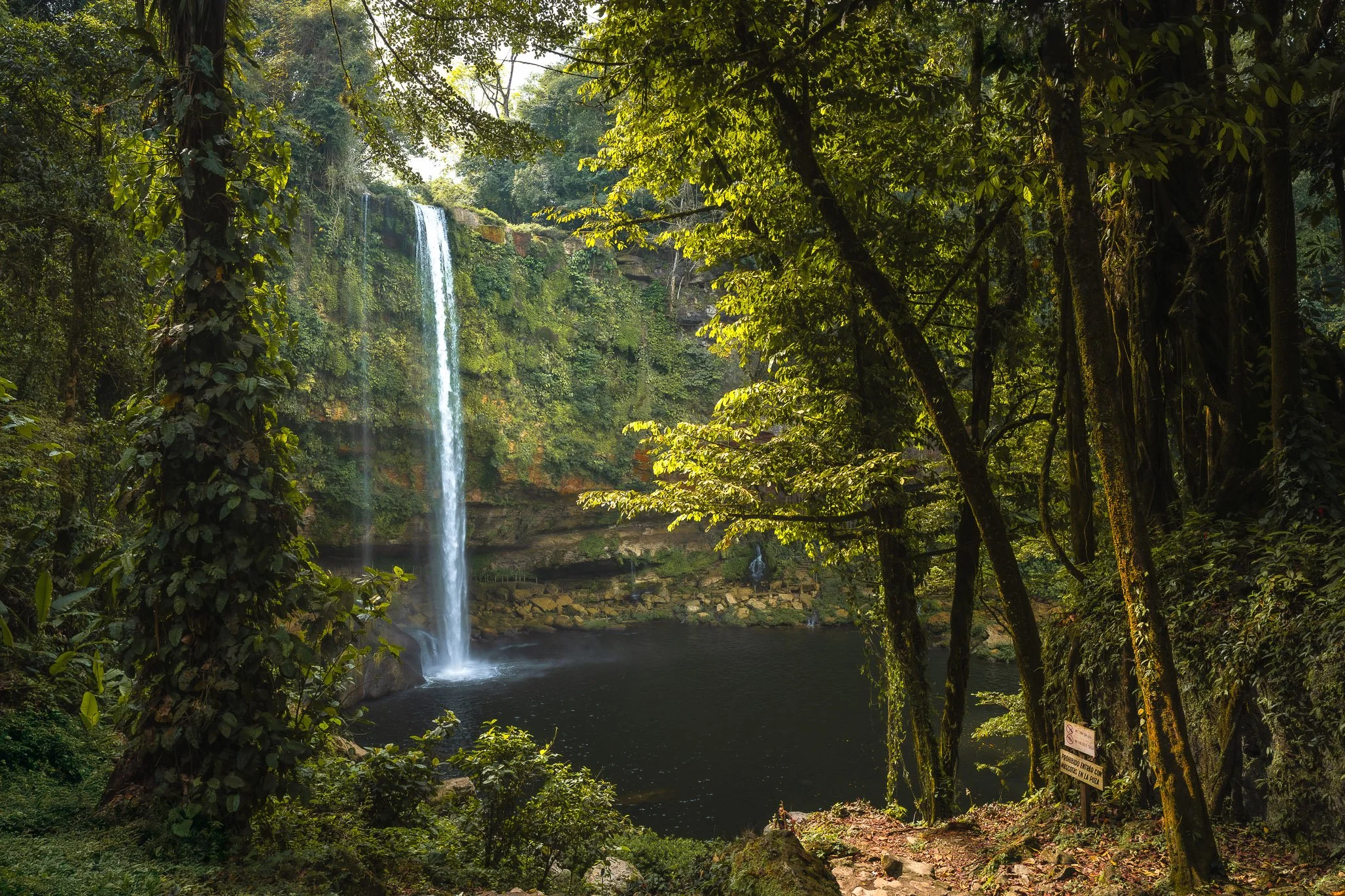 Nicola Williamson - Jungle Cascade.jpg