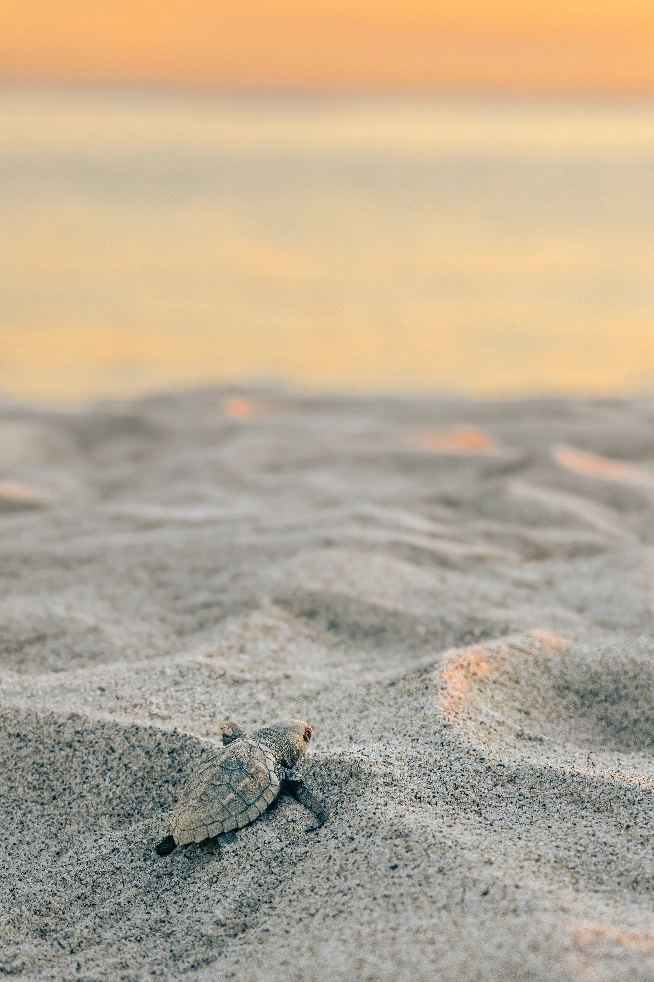 Nicola Williamson - First Steps to Freedom.jpg