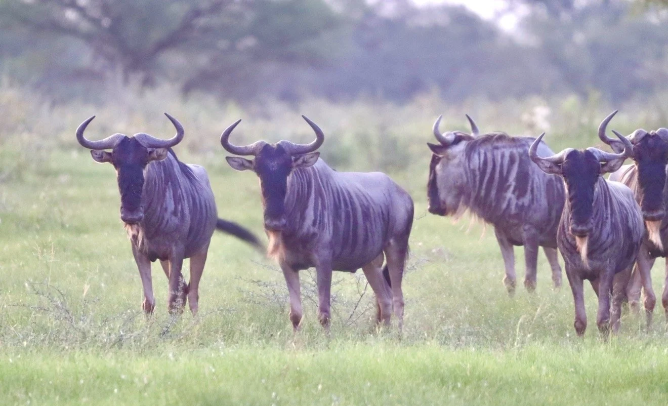 Wildebeest 