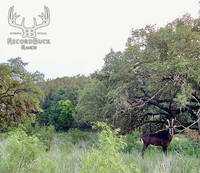 Won&rsquo;t be long now &amp; we can get back to what y&rsquo;all LOVE! HUNTING! #recordbuckranch #letsgetbacktohunting #exotichunts #seeyasoon