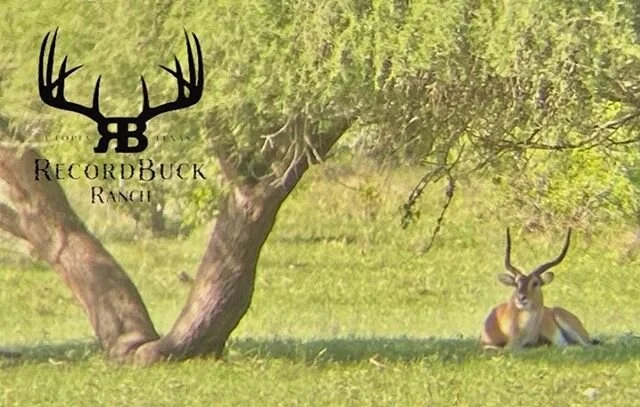 Happy Thursday from the guys at RecordBuck Ranch!! Photo credit @kellembolton #recordbuckranch #socialdistancing #texashunts #exotichunting #seeyousoon