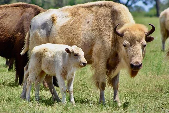 Look at this beautiful baby! Happy Friday from us at RecordBuck! Photo credit @thomas_o_rondeau #recordbuckranch #whitebuffalo #seeyallsoon