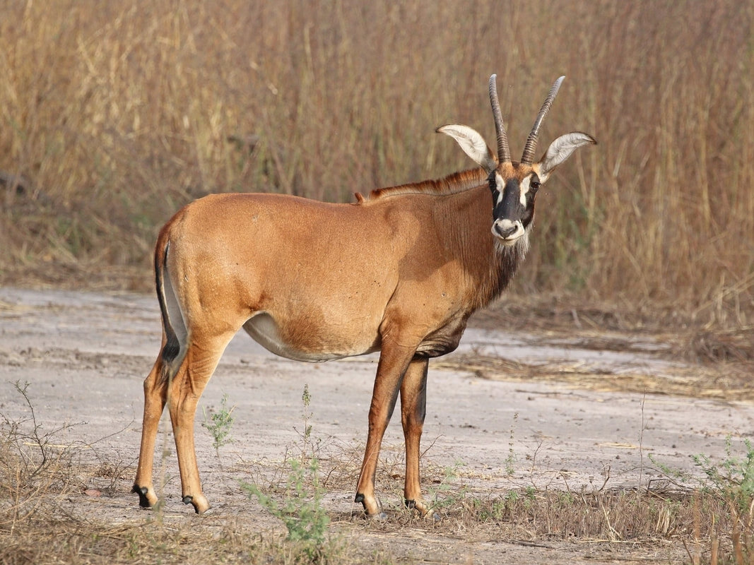 roan-antelope-hippotragus-equinus-koba_orig.jpg