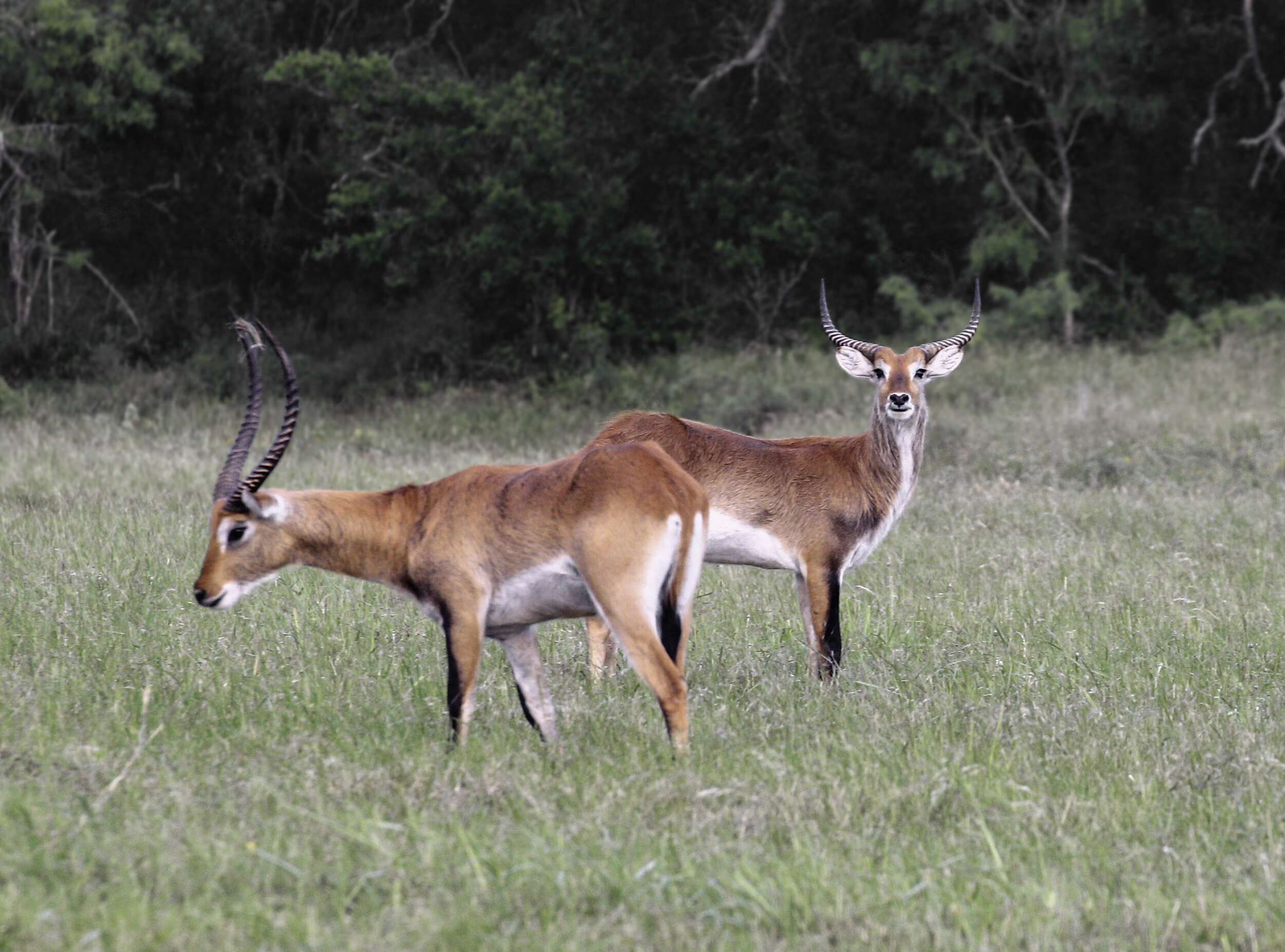 Red Lechwe — RecordBuck Ranch