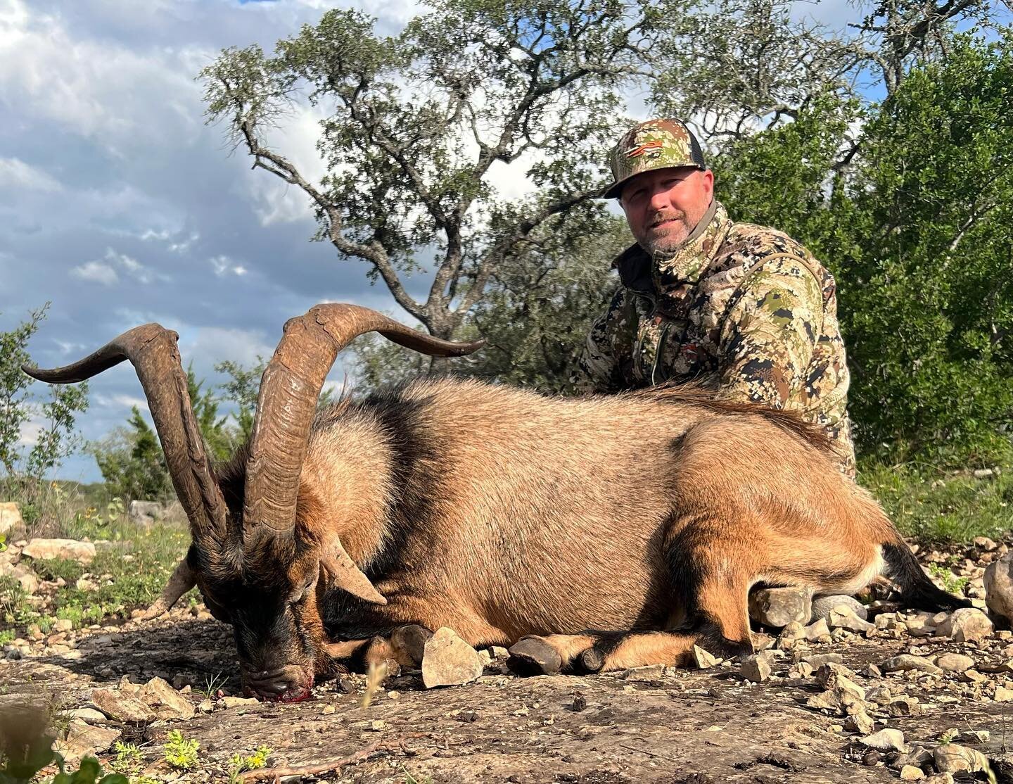 Repeat client Mr. Kelby McCoy out of Celina, Tx killed this nice Hybrid Ibex with us ! These animals are a naturally occurring cross between Spanish goat and Nubian Ibex. 

Guide - Riley Taylor 

If you need a summer animal to hunt, these make an awe