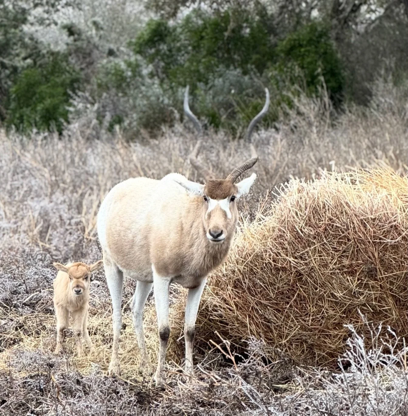 Sending prayers to all the ranchers and the wildlife out there! Fresh hay and water go a long way in helping these animals make it through tough conditions!