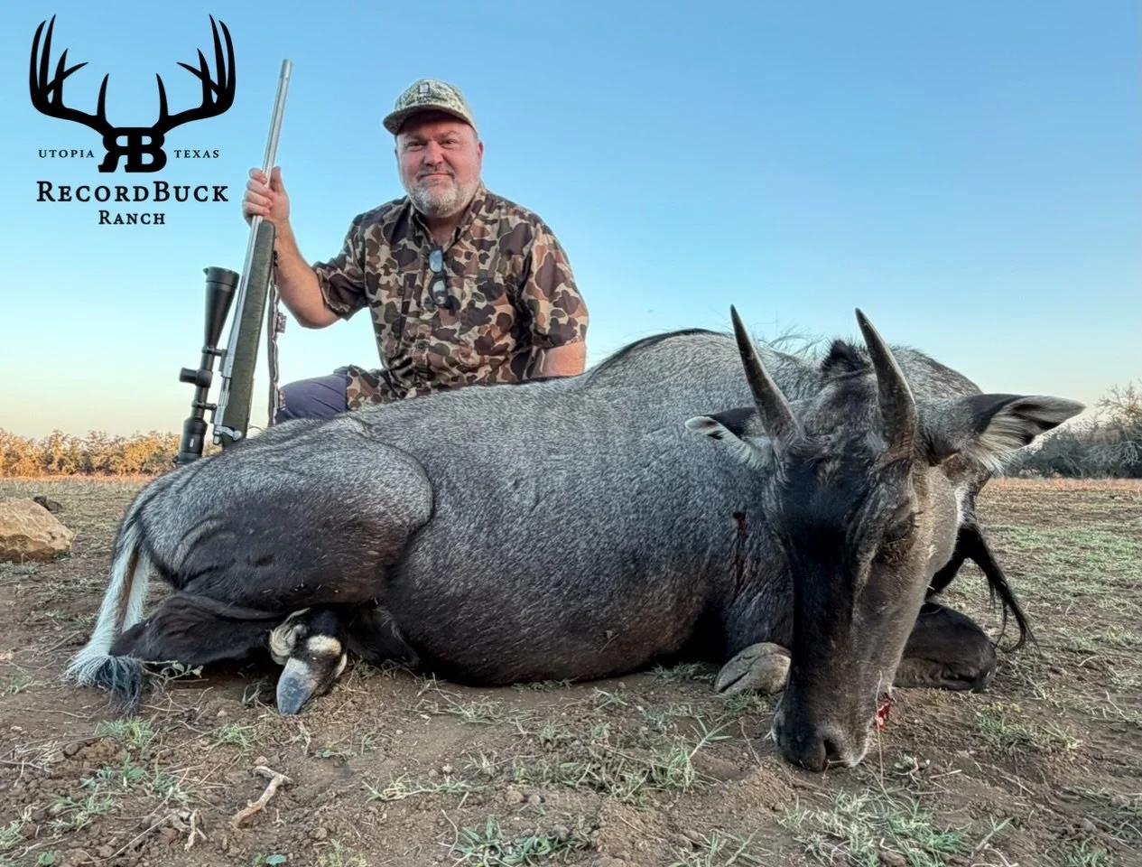 Another great hunt in the books! This big Nilgai is headed from the field straight to the freezer. If you&rsquo;re looking to hunt for your groceries, Recordbuck is the place to do it!

Guide: Riley Taylor

Ready to make that dream hunt a reality? Re