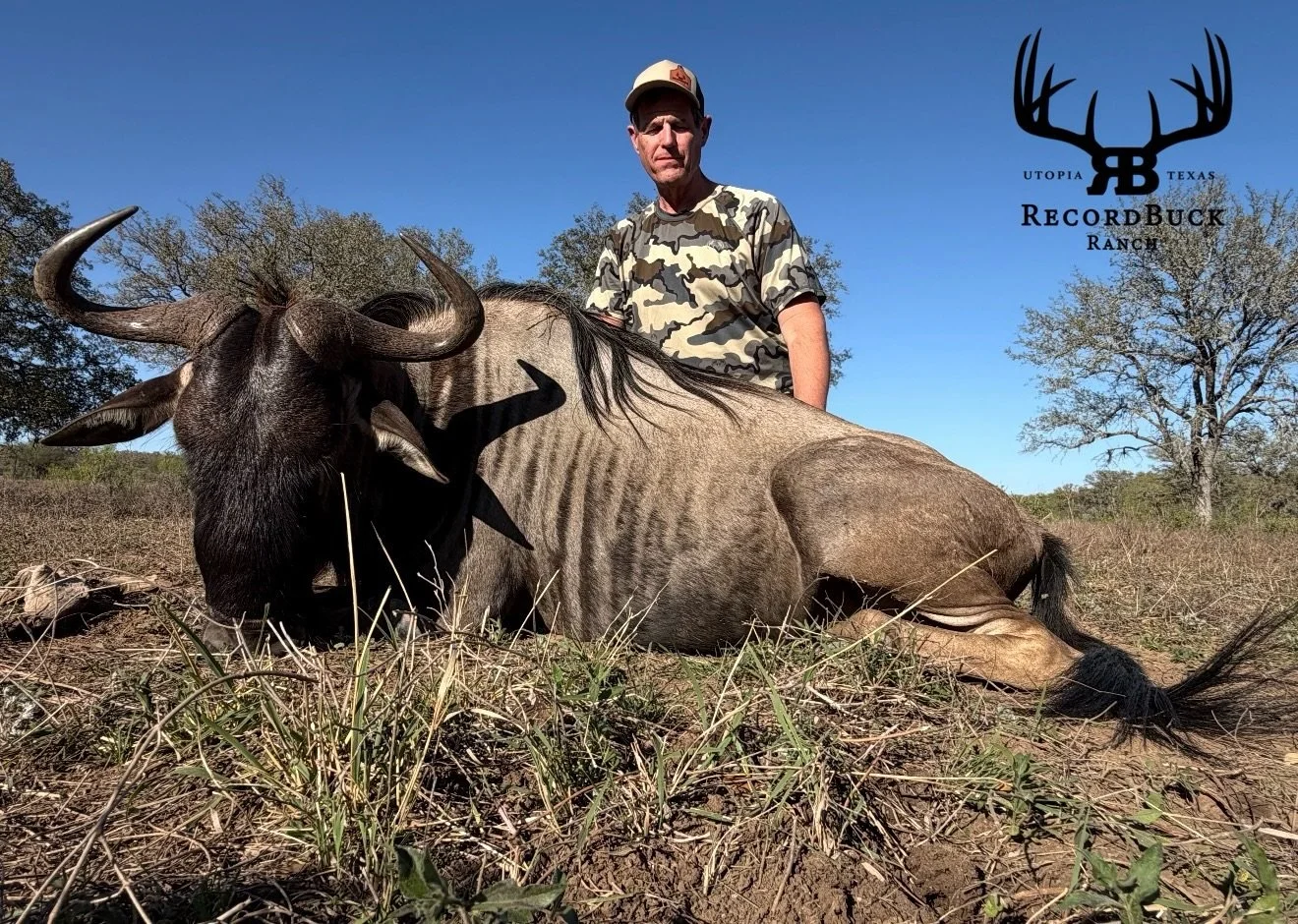 Wildebeest has been a hot topic lately, and it&rsquo;s easy to see why, hard to pass up an animal like this when the opportunity presents itself!

Guide: Riley Taylor

Turn your dream hunt into a world-class experience contact us today to start plann