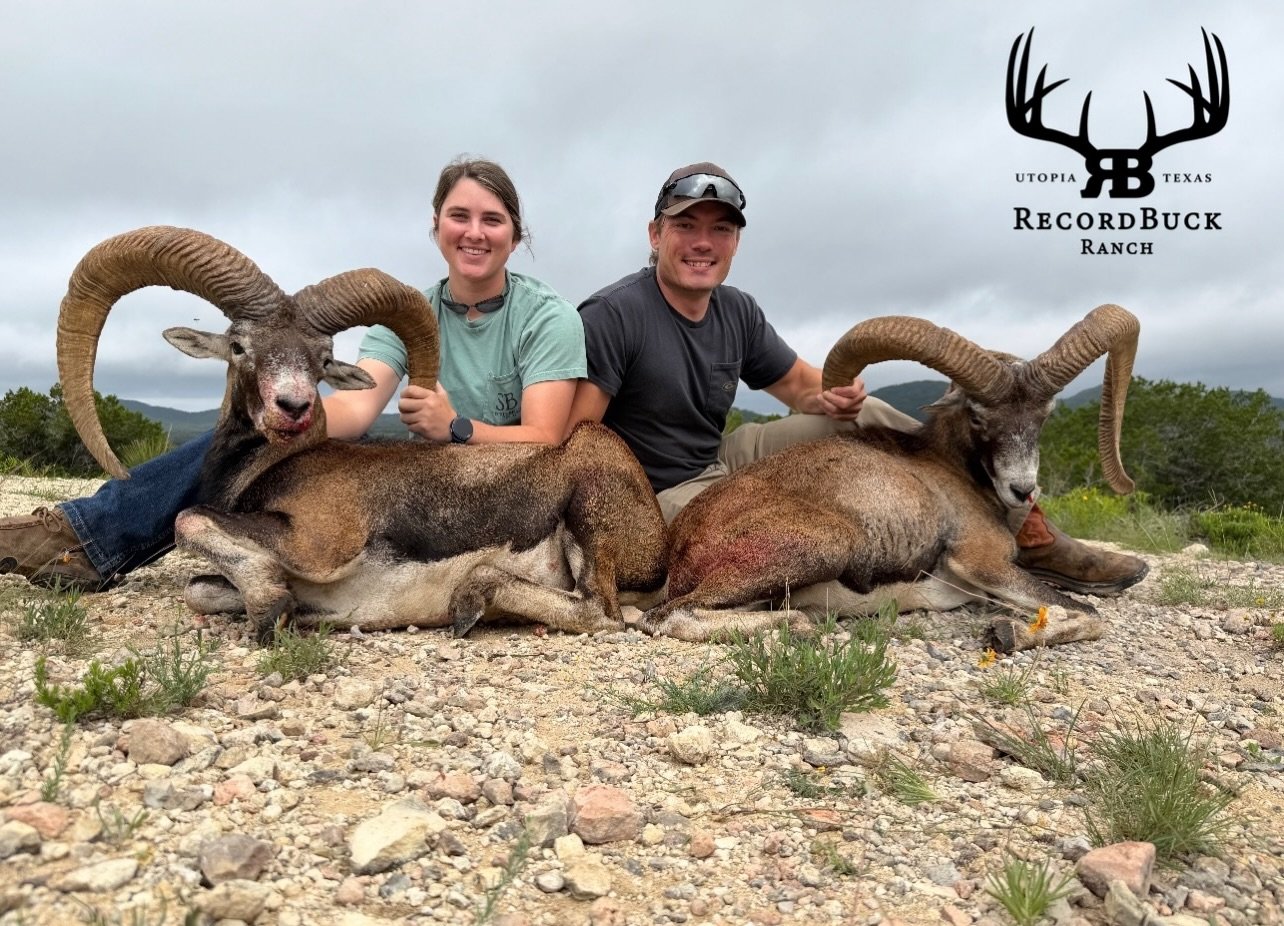 Two beautiful European Mouflon hit the ground for these happy hunters! Warmer temperatures are rolling in, but the action hasn&rsquo;t slowed down one bit! 

Guide: Jeff Copeland 

Ready to turn that dream hunt into reality? Contact us today and let&