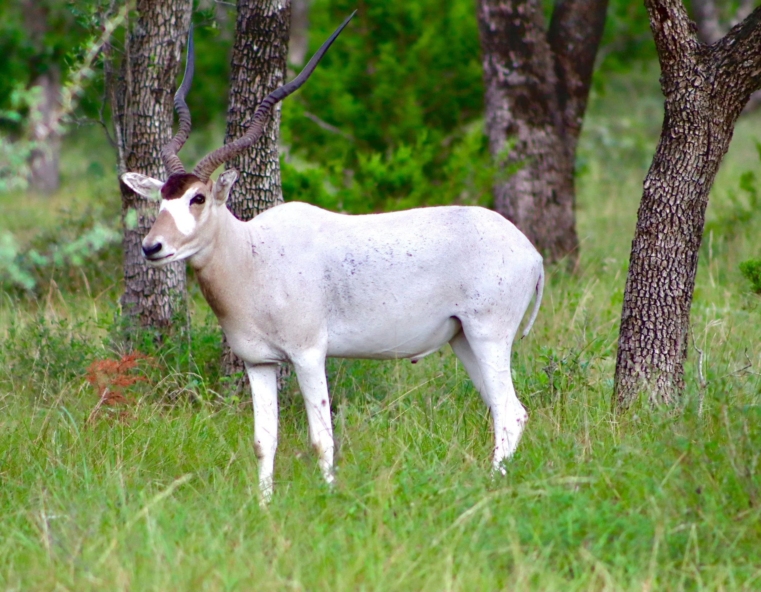Addax