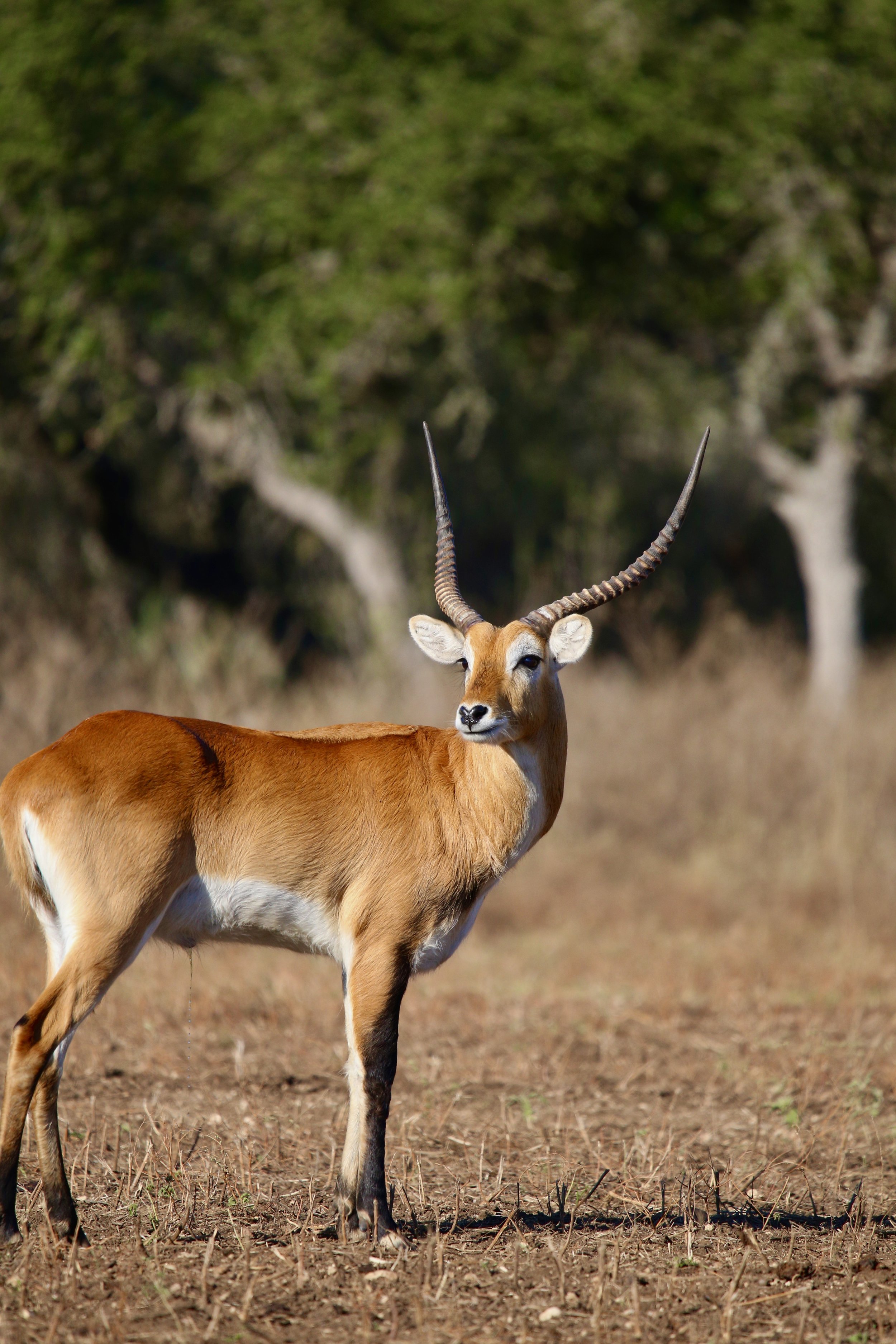 Red Lechwe