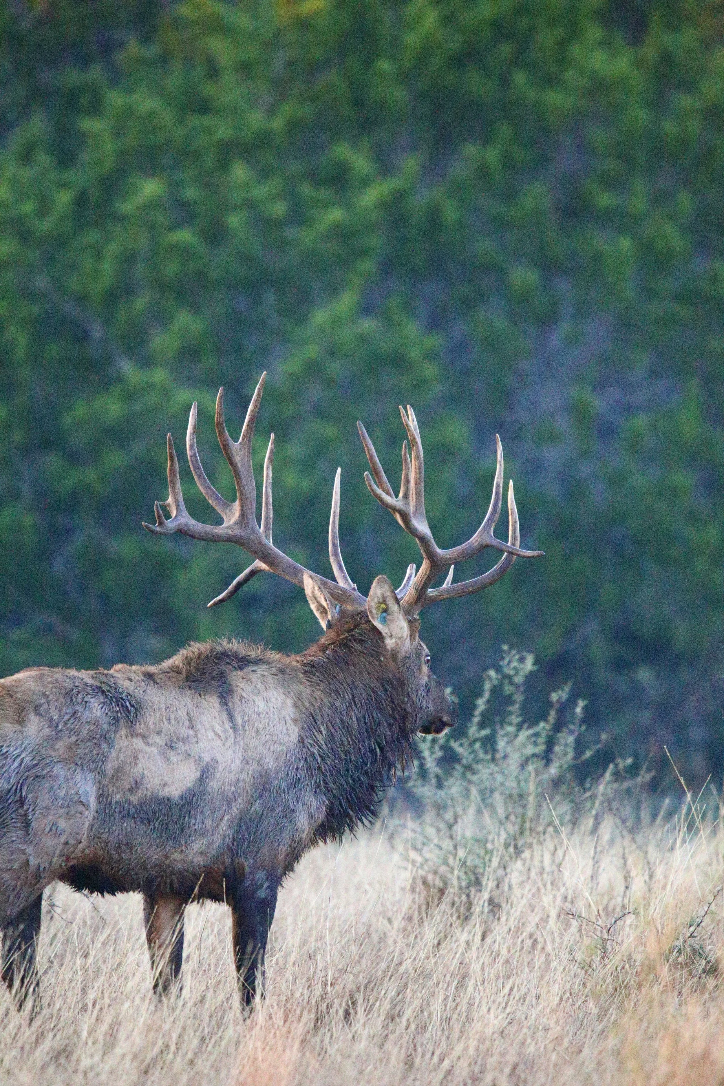 Elk