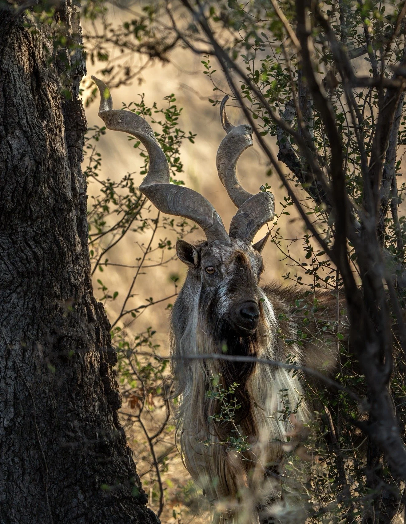 Markhor