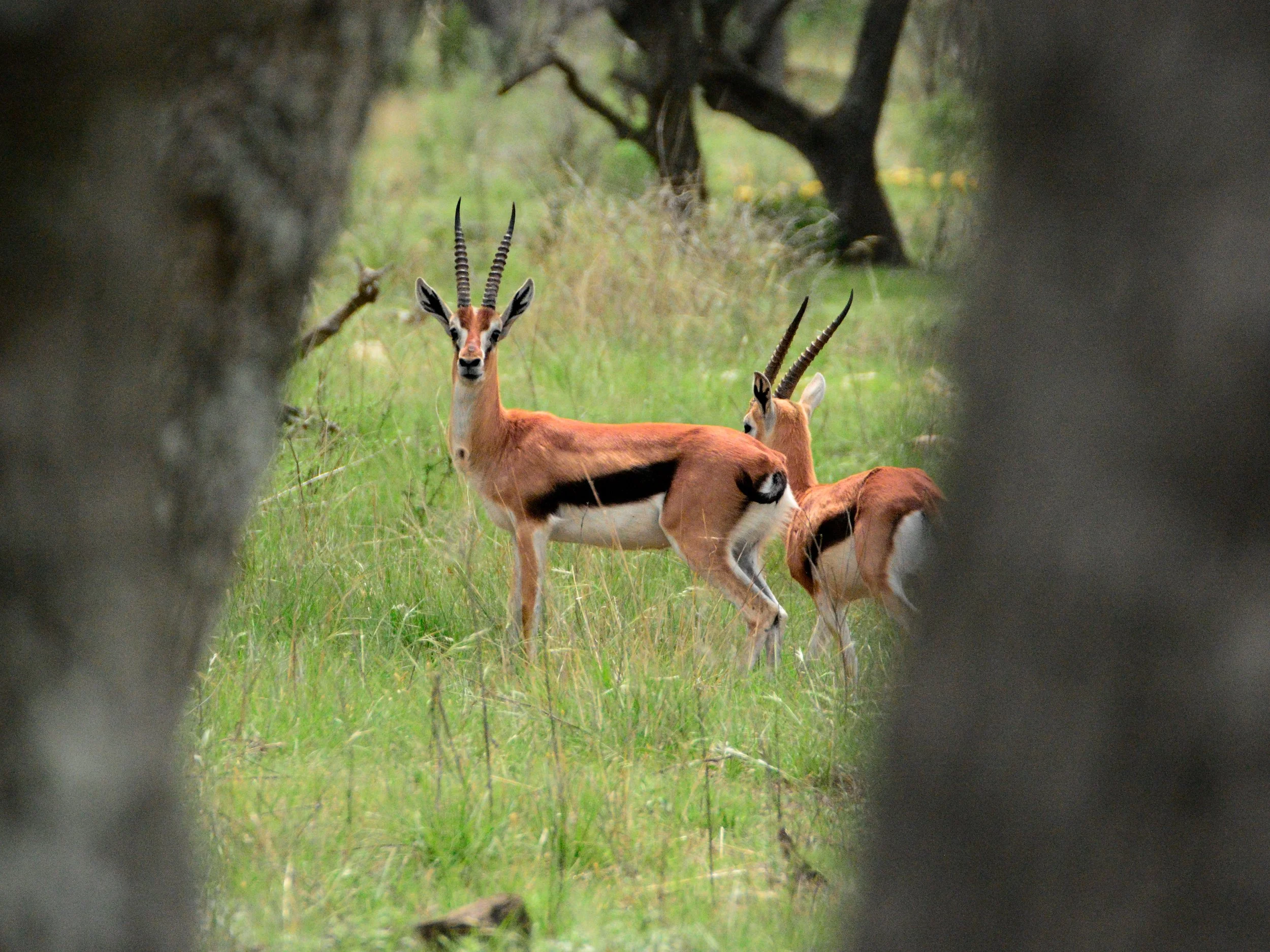 Thomson's Gazelle — RecordBuck Ranch
