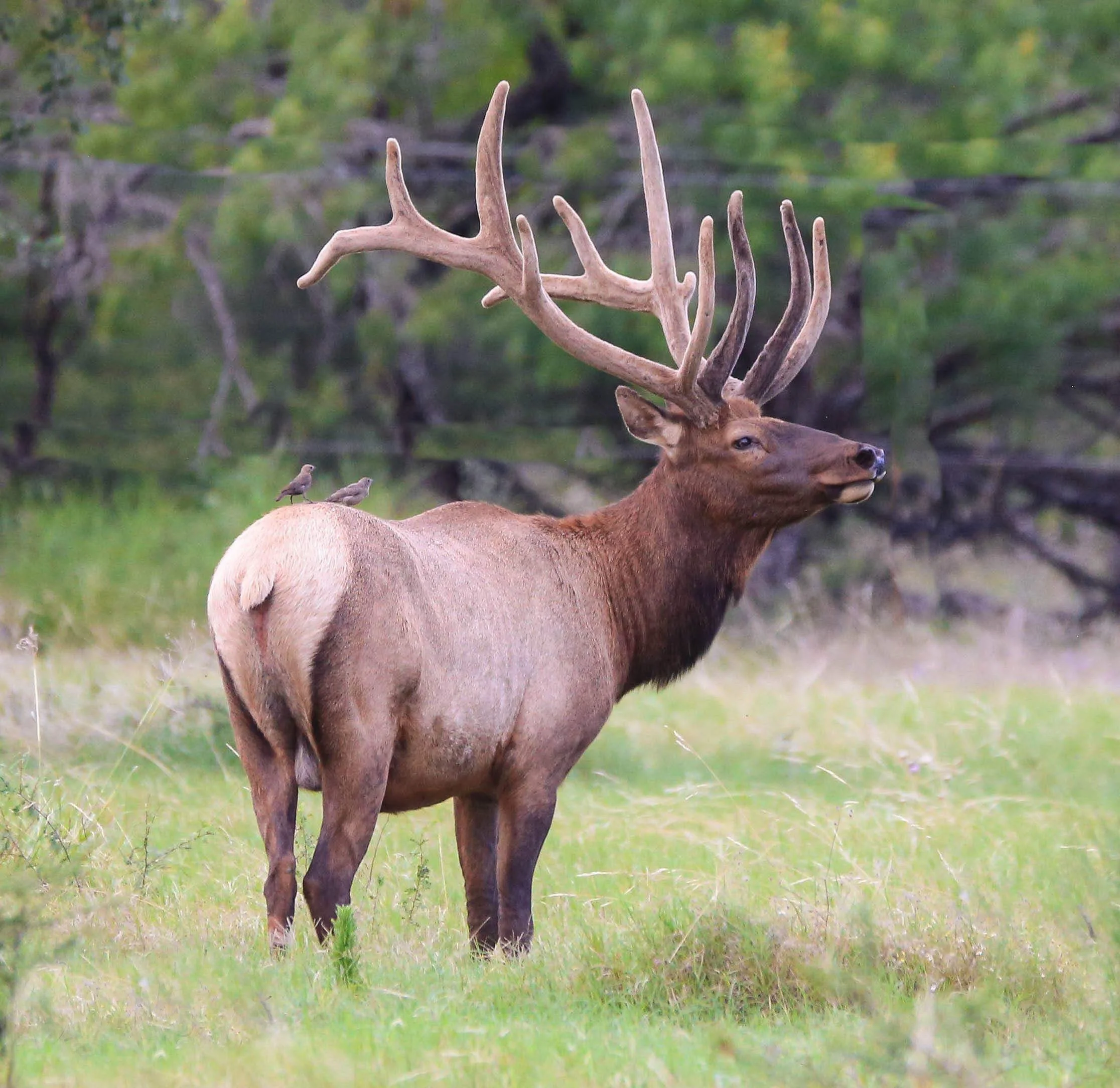 Elk — RecordBuck Ranch
