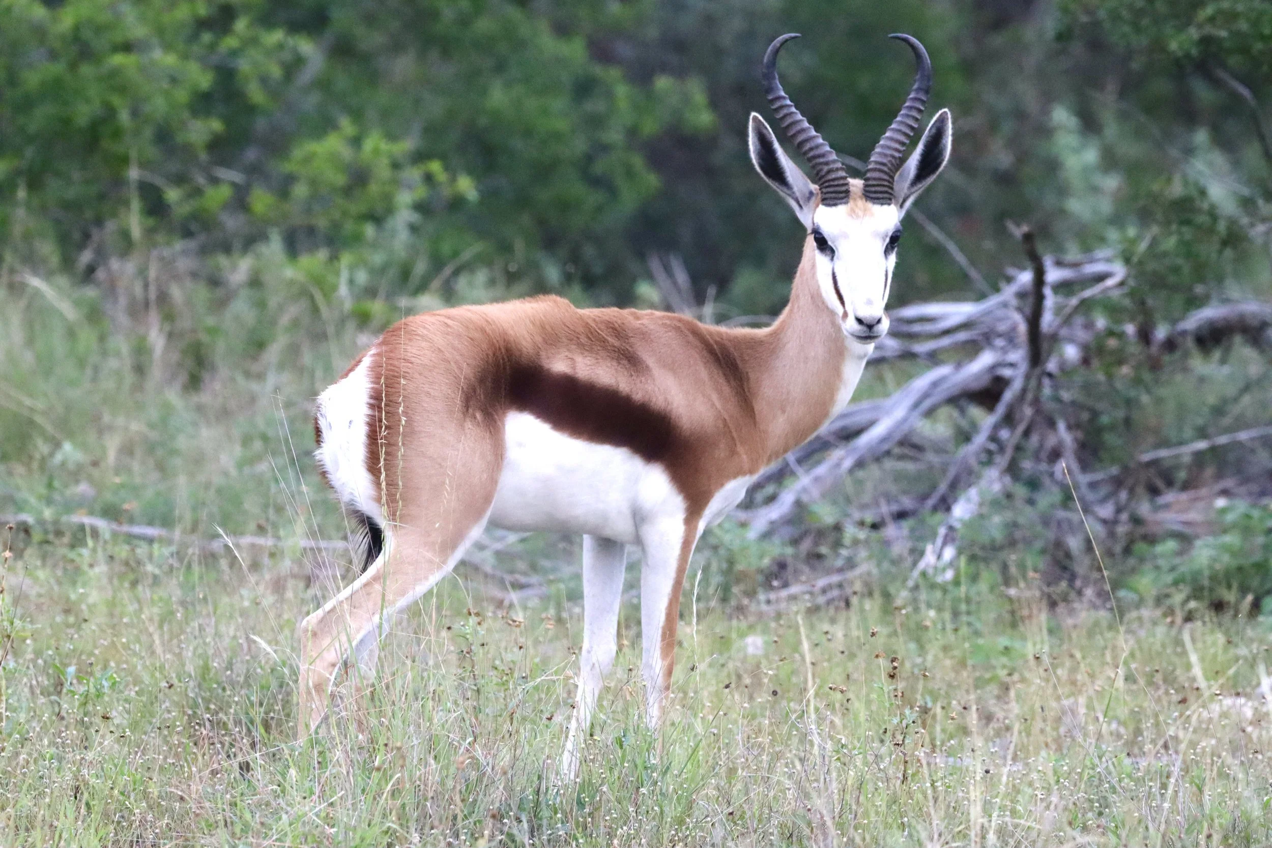 Springbok