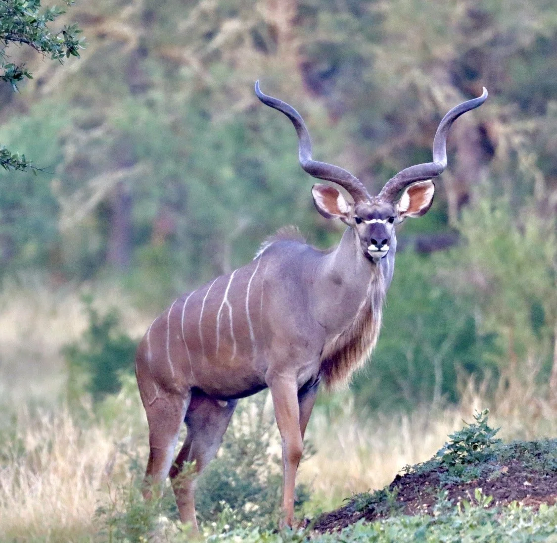 Kudu