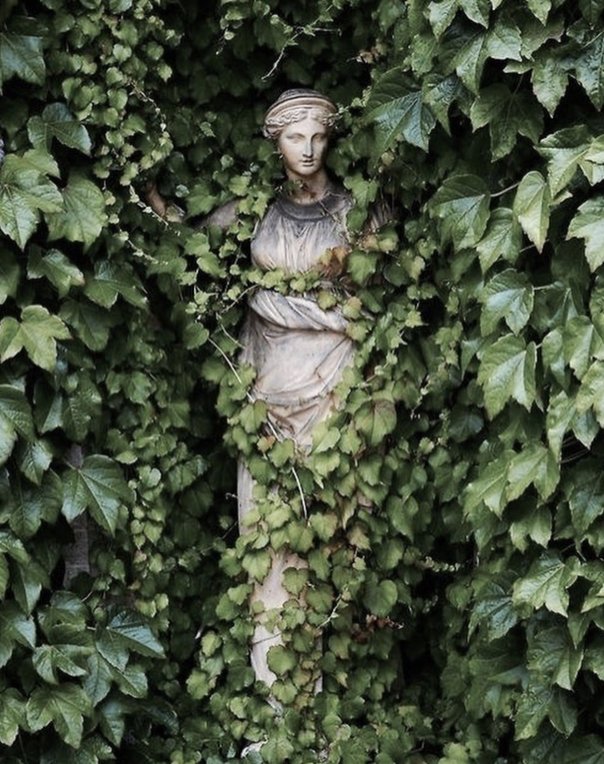 Обвитые плющом. Плющ Гринхарт. Плющ вечнозеленый уличный. Плющ ирландский (садовый). Путь Виктории сад скульптур в Ирландии.