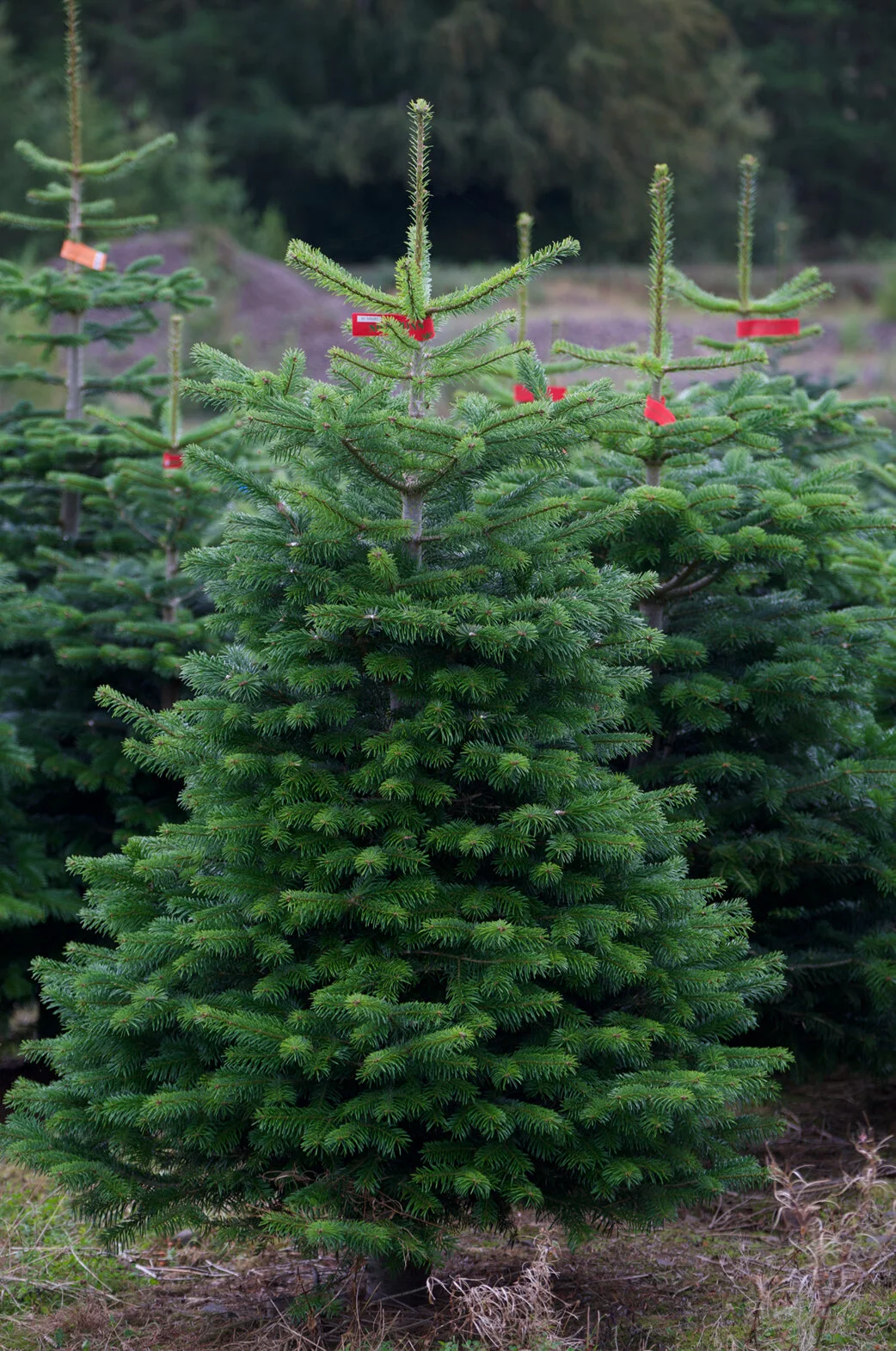 Knights_Christmas Trees_Norman2.jpg