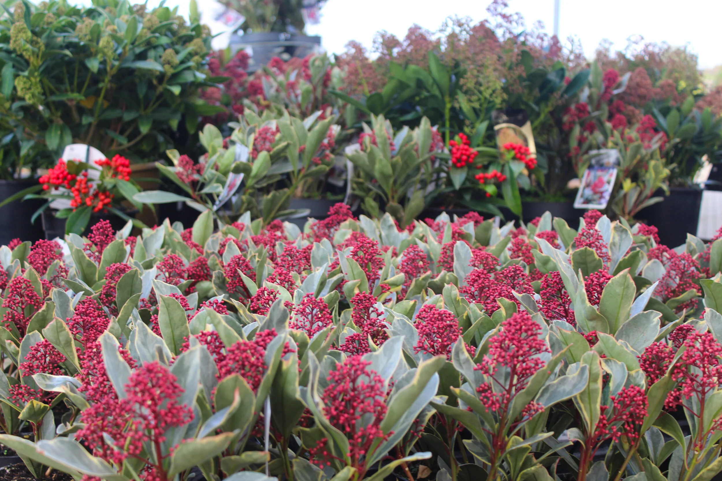 Knights Garden Centres Chelsham & Woldingham