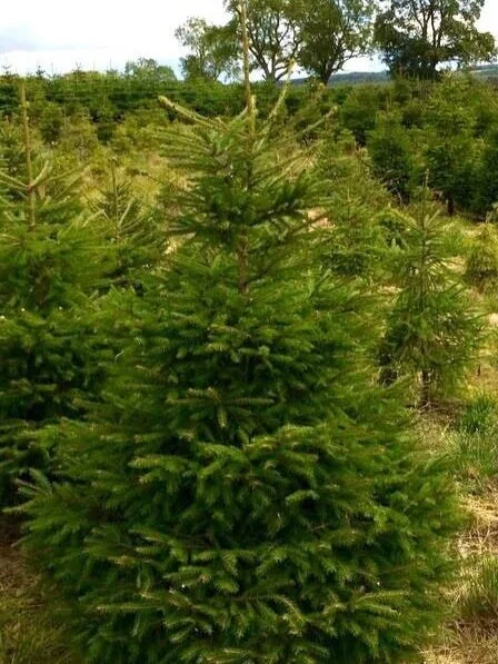 Knights_Garden_Centre_Norway_Spruce3.jpg