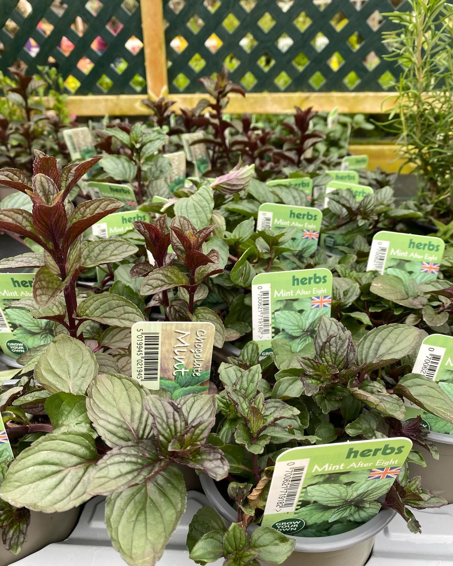Grow Your Own
Herbs (9cm pot) &pound;2.99 / 4 for &pound;10!
Fresh herbs can help make home cooking taste amazing 🤩 We&rsquo;ve got some wonderful herbs in stock now. 
.
.
.
.
#growyourown #knightsgardencentres #woldingham #chelsham #allotmentgarden