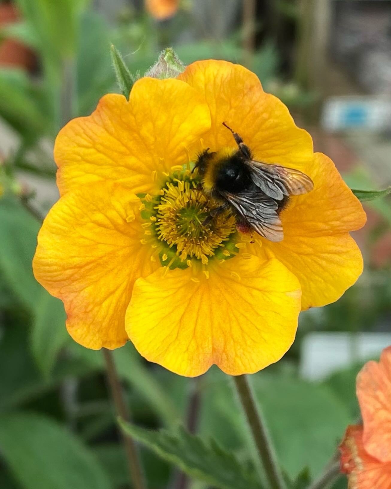 Lovely to see the bees are out enjoying the sunshine this morning 🐝
.
.
.
.
#knightsgardencentres #woldingham #chelsham