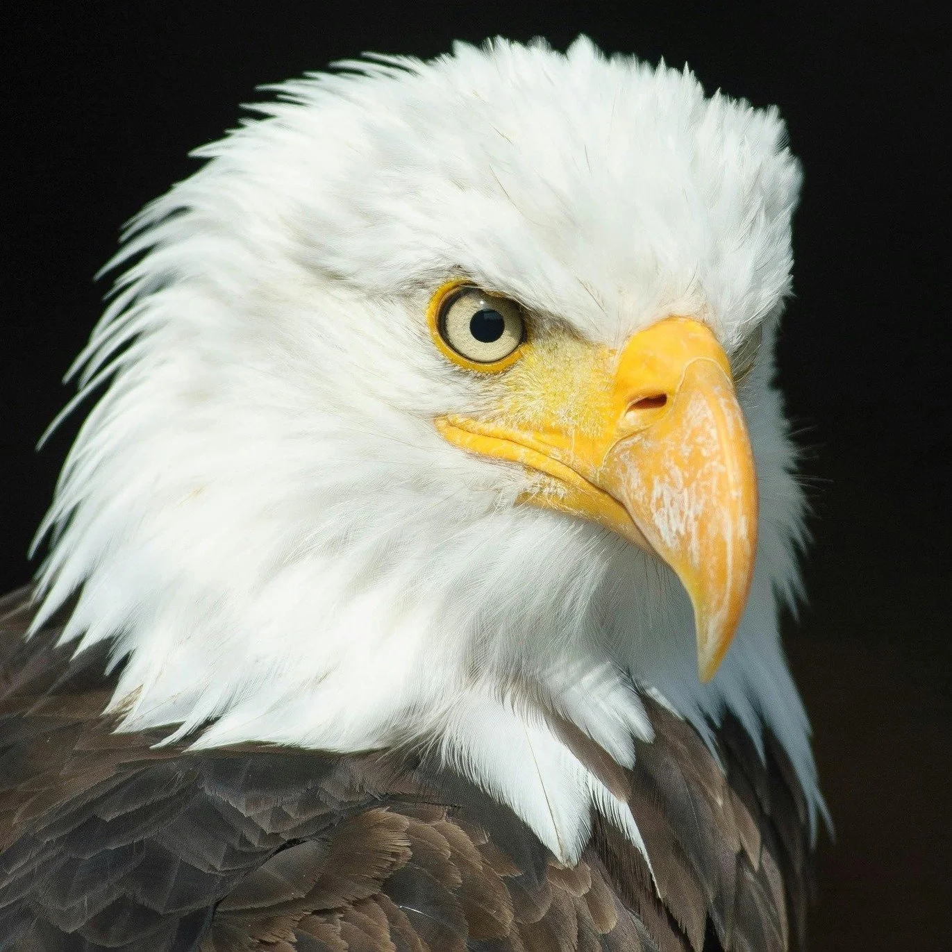 FREE Event at Woldingham-Birds of Prey 11.30am-2.30pm 
Get up close to majestic owls and falcons at our family-friendly experience, perfect for all ages.
#knightswoldingham #knightsgardencentre #birdsofprey