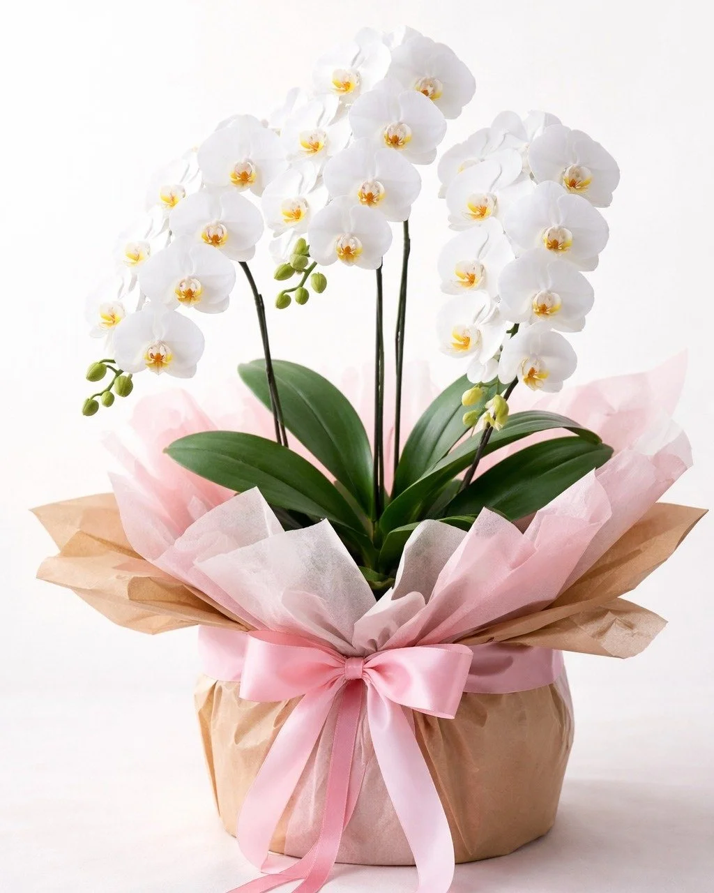 A gentle reminder-it's Valentine's Day on Saturday!
We have all your gifting needs under one roof plus FREE parking and amazing coffee!
#knightschelshamwoldingham #ValentinesDay2026