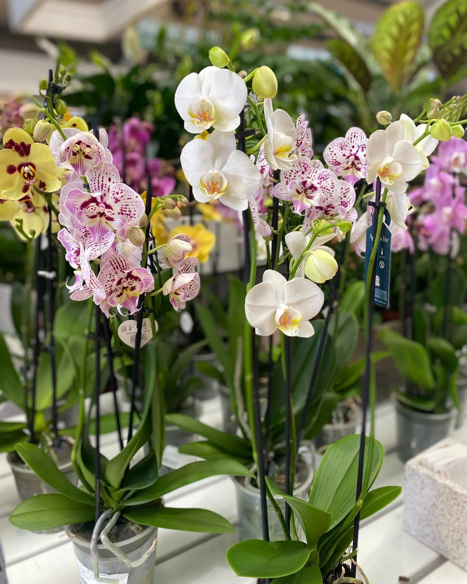 Easter Weekend Orchid Offer RRP &pound;19.99 NOW &pound;14.99 (2 stems)
The perfect plant for gifting whether you're going out for Easter lunch or treating yourself!
#myknightsgarden #knightswoldinghamchelsham #houseplants #orchids