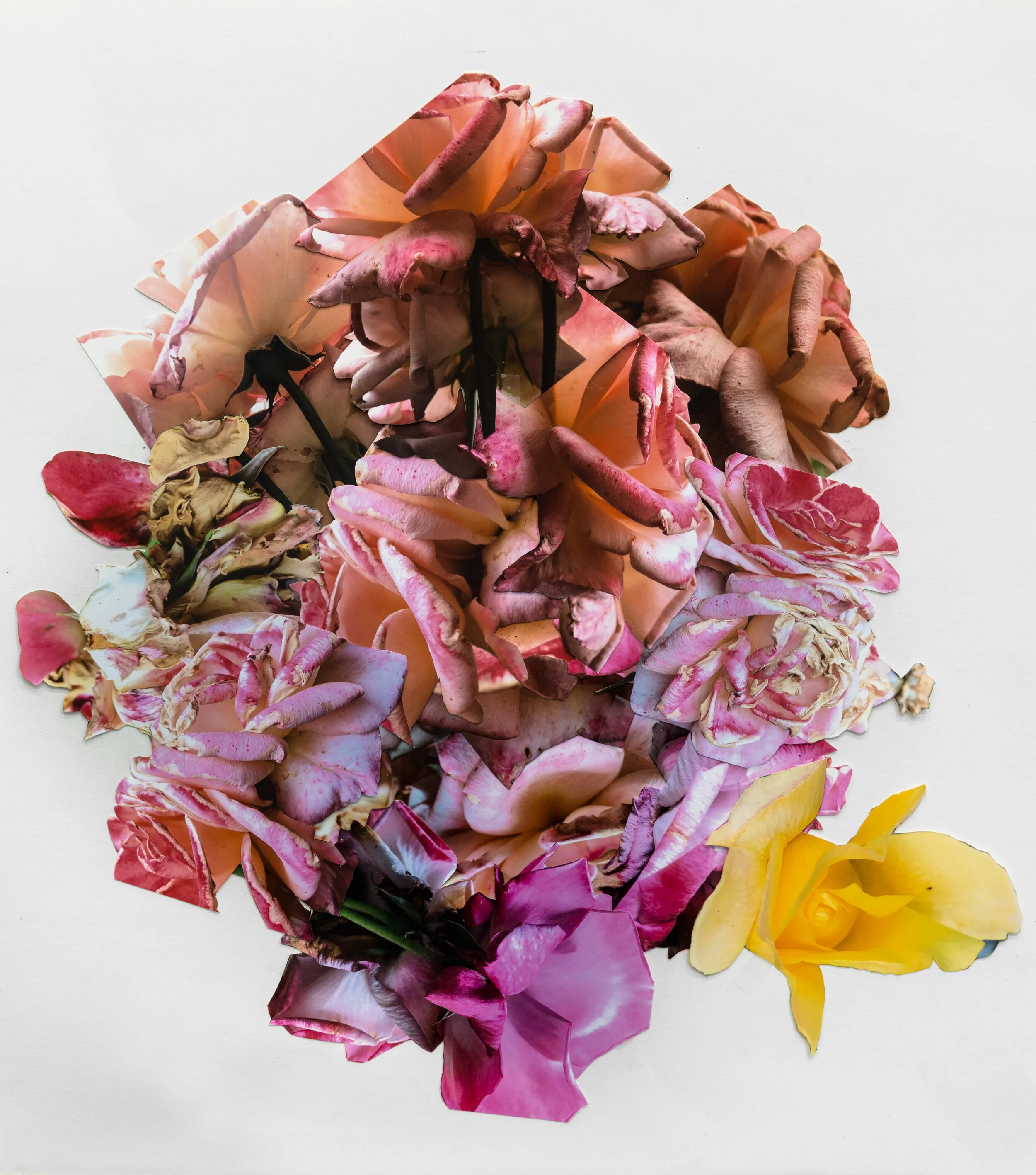LaurelShear_2018_Collage_HighRes_001.jpg