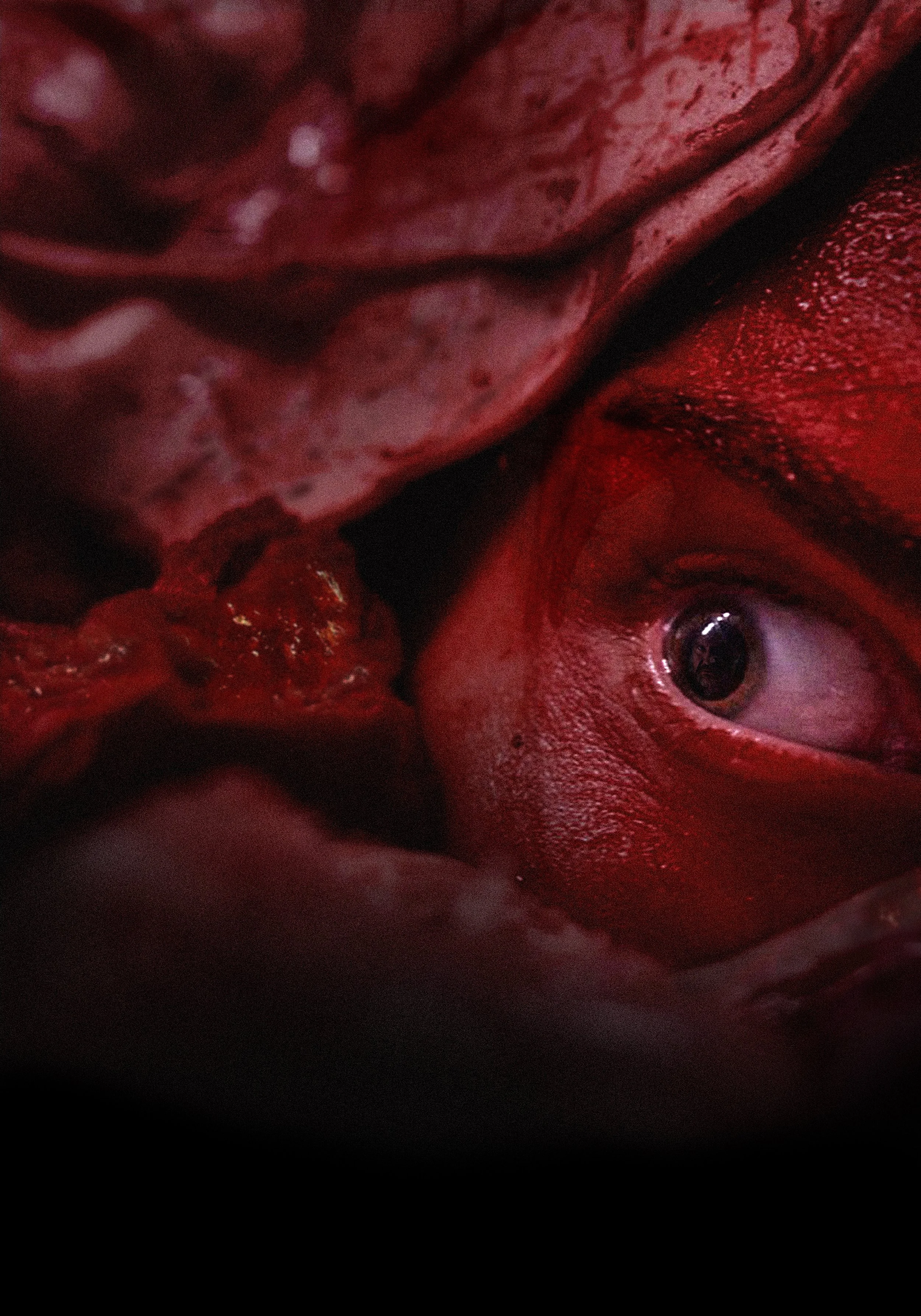 Vleesdag (Meat Kills)