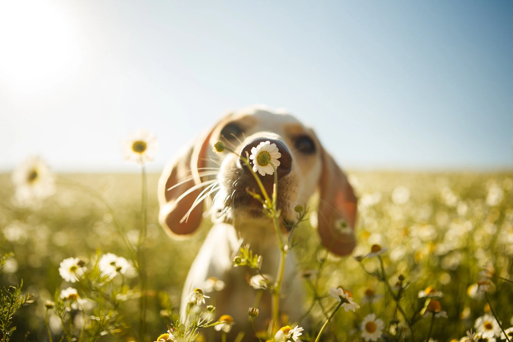 ProgDog Puppy & Dog Training positive reward-based puppy training and socialisation in Leicestershire and Rutland