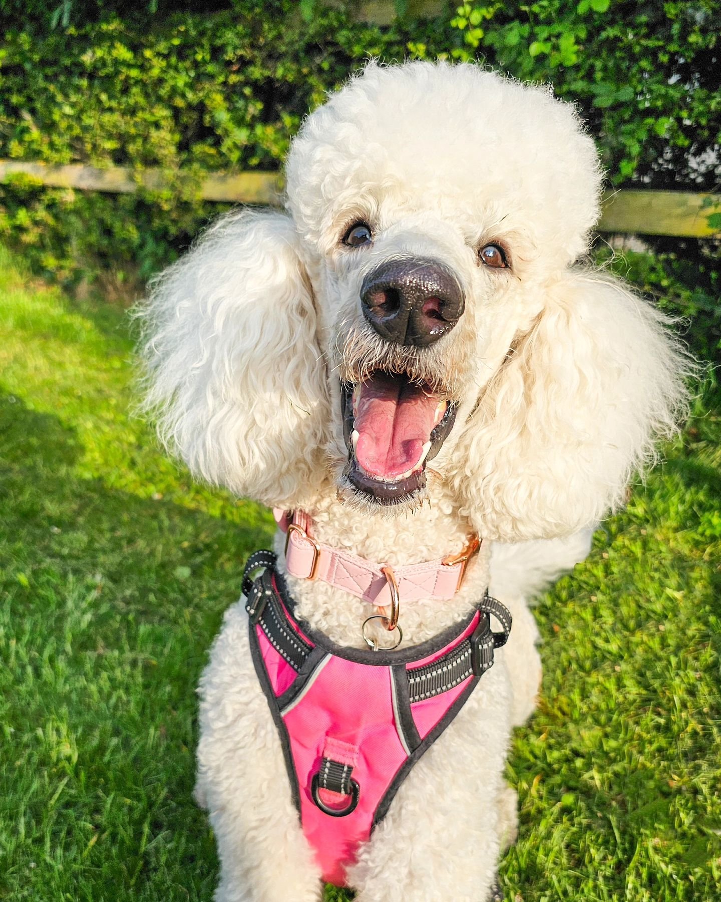 Happiness is training in the evening sunshine and learning that scary things aren't so scary anymore 🥰 It's good to have Melody back in full fitness after her recent op and cracking on with helping her feel happier about life outdoors. She did absol
