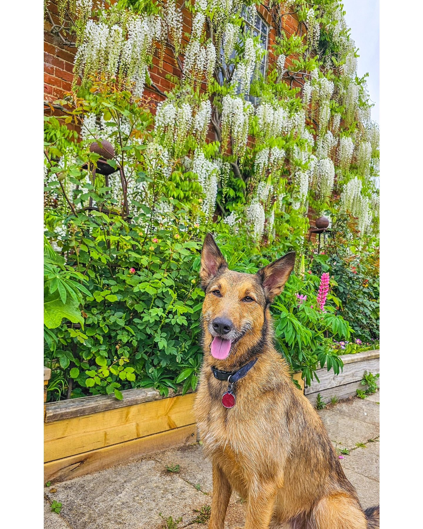 The most beautiful boy 😍 Max brings people together and makes everyone fall in love with him. It's so good to see him again 🥰 Not only do I love that gorgeous face, but let's take a moment to check out that incredible wisteria too! Absolute beautie