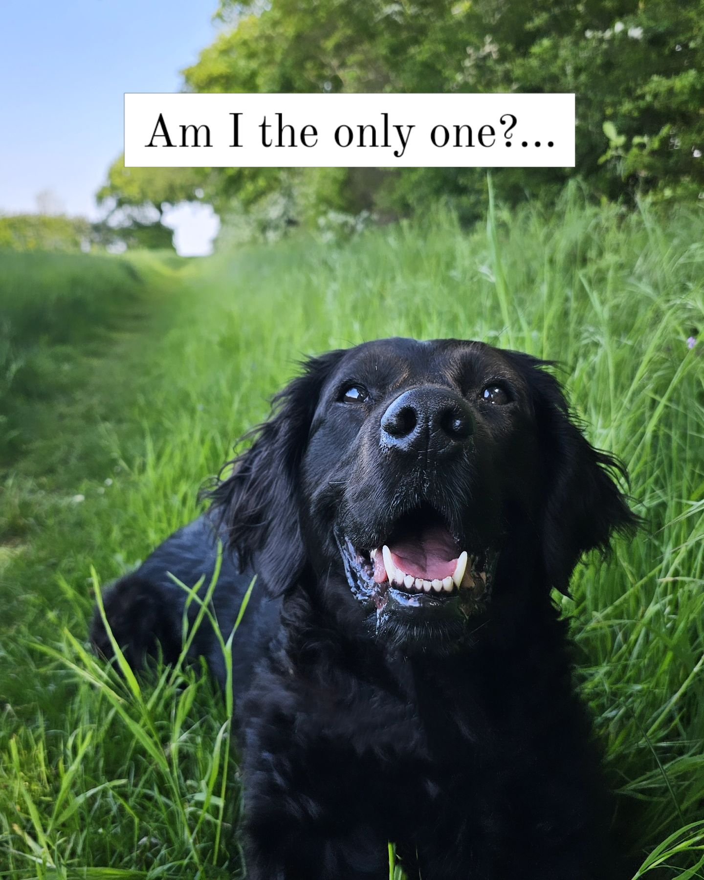 Is your dog a flatcoat? That is the question. 

As in, that is the question I get asked pretty much every day. So someone tell me, what is it about her maybe being a flatcoat that makes EVERYONE ask if she's a flatcoat or not? Why does that breed spa