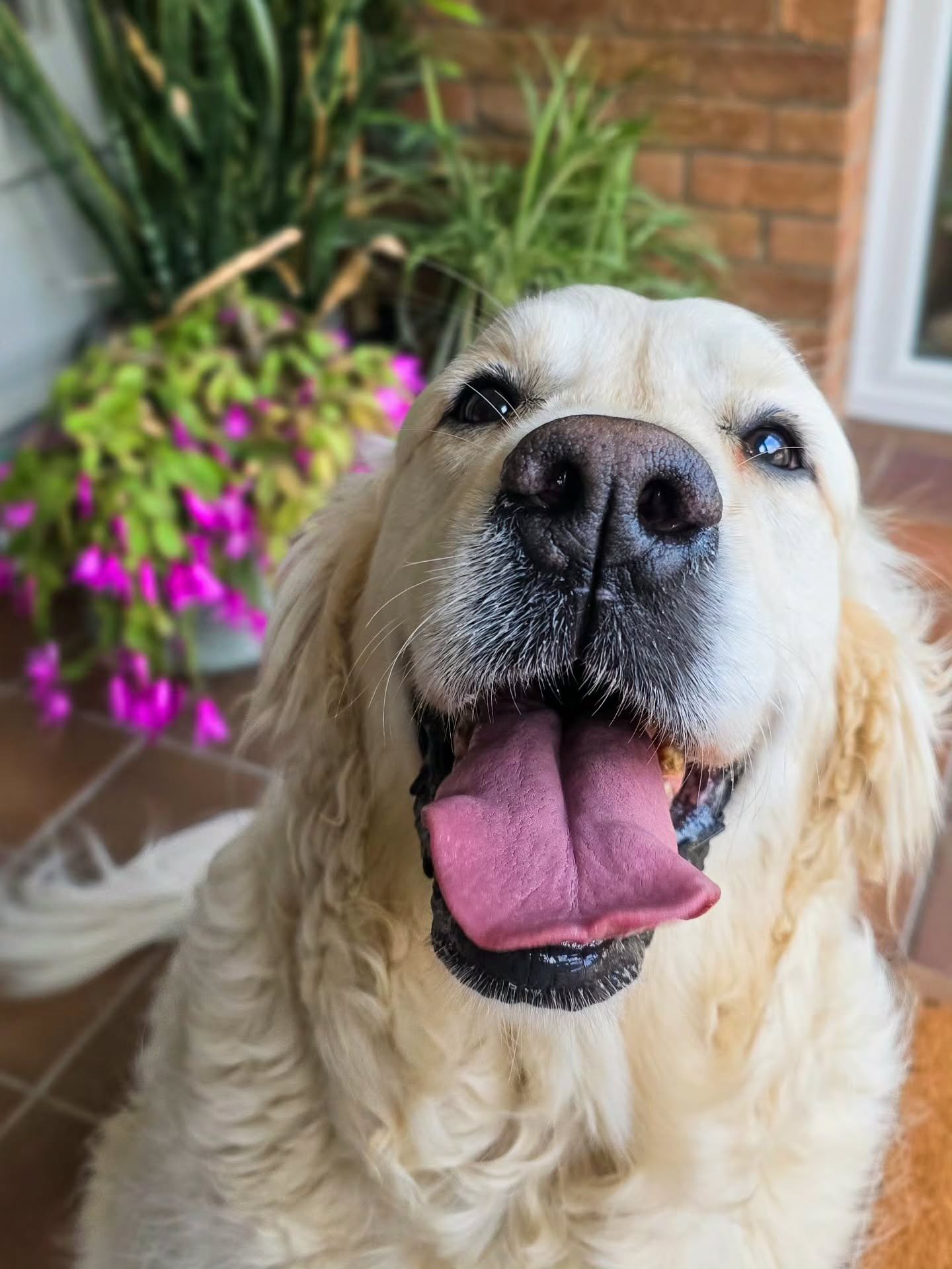 ~ 𝑯𝒐𝒘 𝑫𝒐𝒈 𝑻𝒓𝒂𝒊𝒏𝒊𝒏𝒈 𝑪𝒂𝒏 𝑺𝒂𝒗𝒆 𝑳𝒊𝒗𝒆𝒔 ~

Two weeks ago I met Mabel for the first time. To say she was a shut down dog is an understatement. She had recently and suddenly lost her sibling and best mate and her world had ended. Sh
