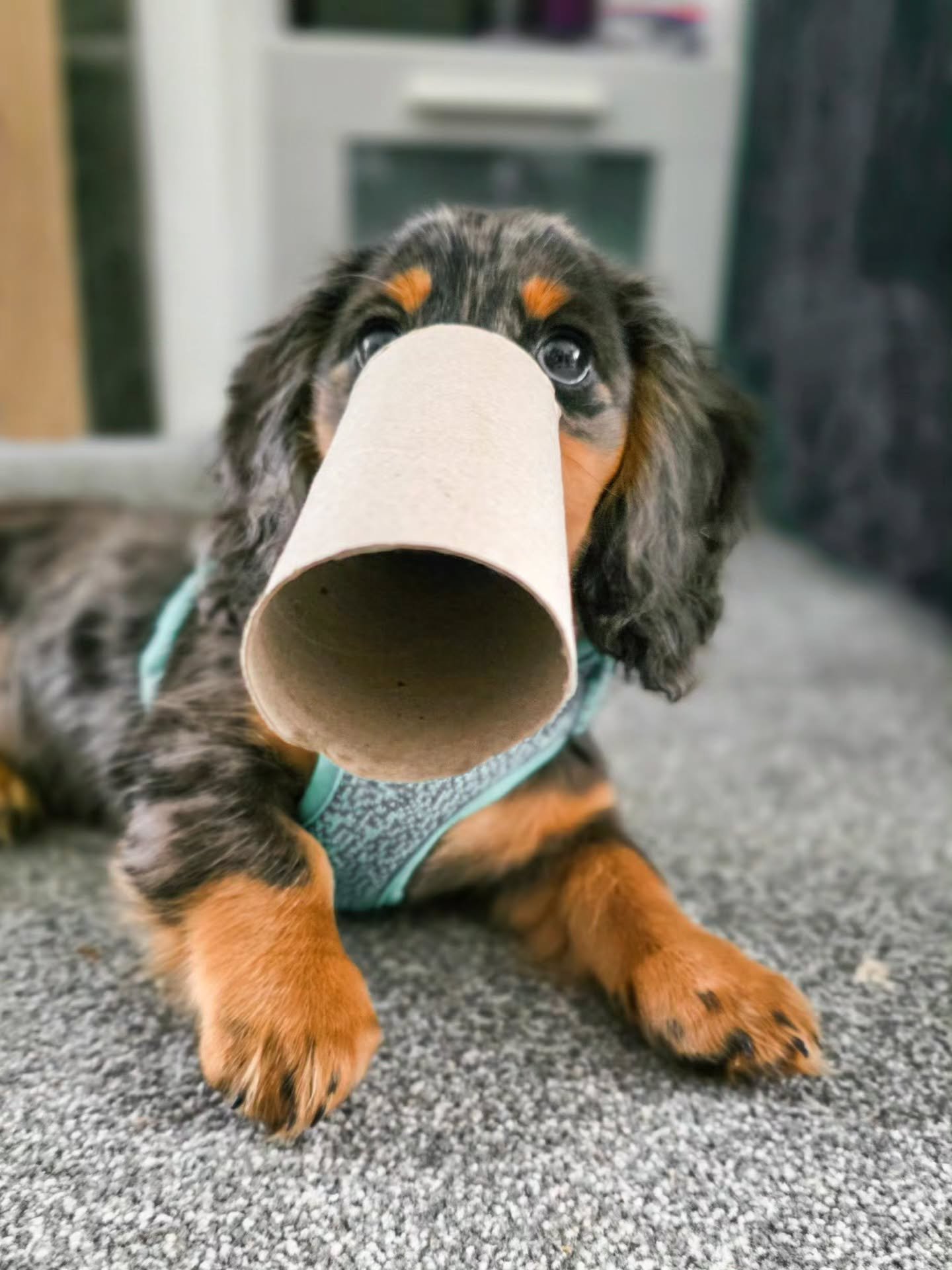 ~ 𝑾𝒉𝒂𝒕'𝒔 𝑻𝒉𝒊𝒔? ~

A new breed of dog has emerged and it comes with a really handy loo roll booper. They'll cross anything these days 😉Loorollahund maybe? 🤔

Oh Watson! What a change in him in just one week. Confidence is blossoming now, hi