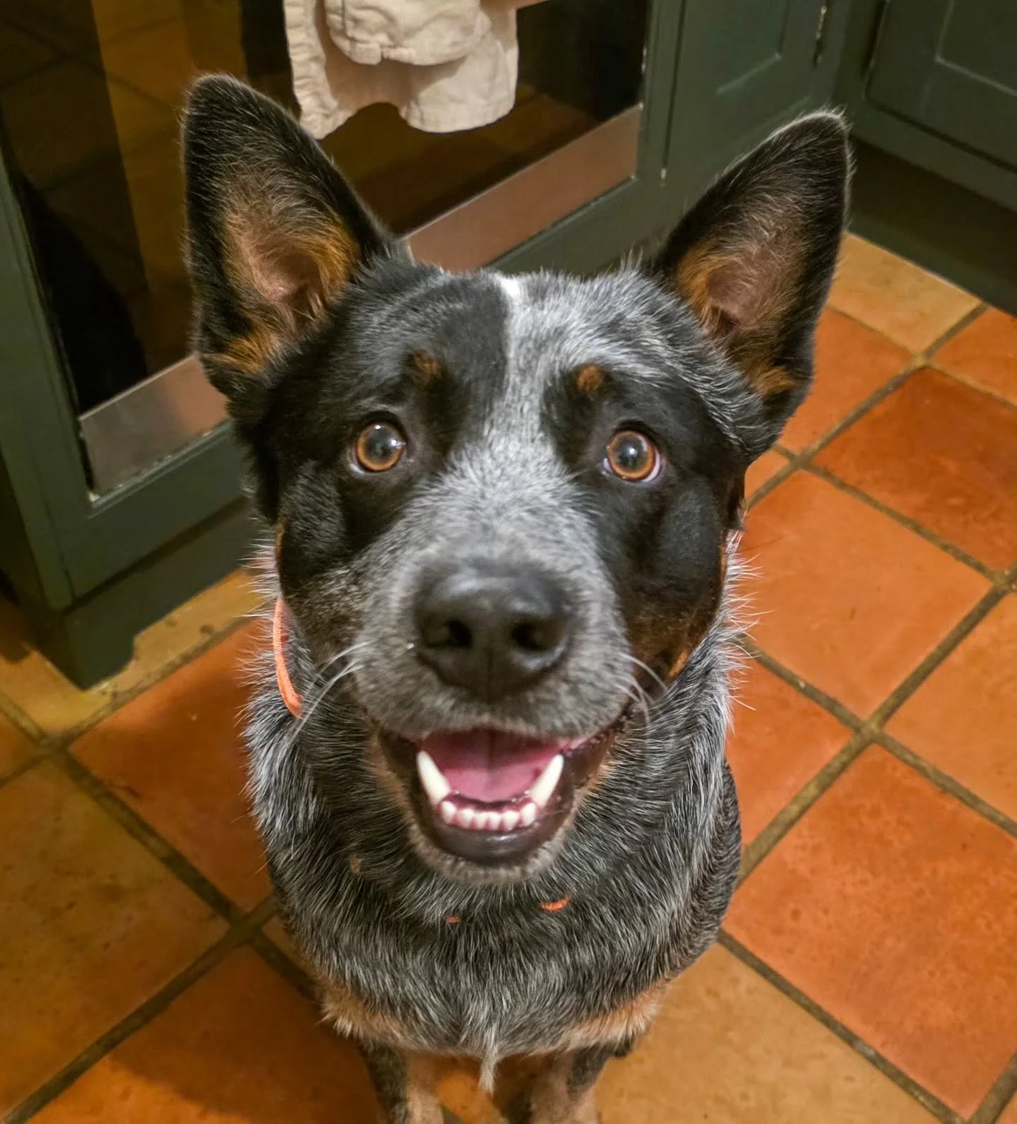 ~ 𝑿 𝑭𝒂𝒄𝒕𝒐𝒓 ~

This smiley face is Bruce. Bruce sings on cue. Well, I say sings, he's basically tone deaf and he forgot half the words to Bohemian Rhapsody, so singing might be pushing it. But he can howl a treat when asked 🎶

Bruce is an Aust
