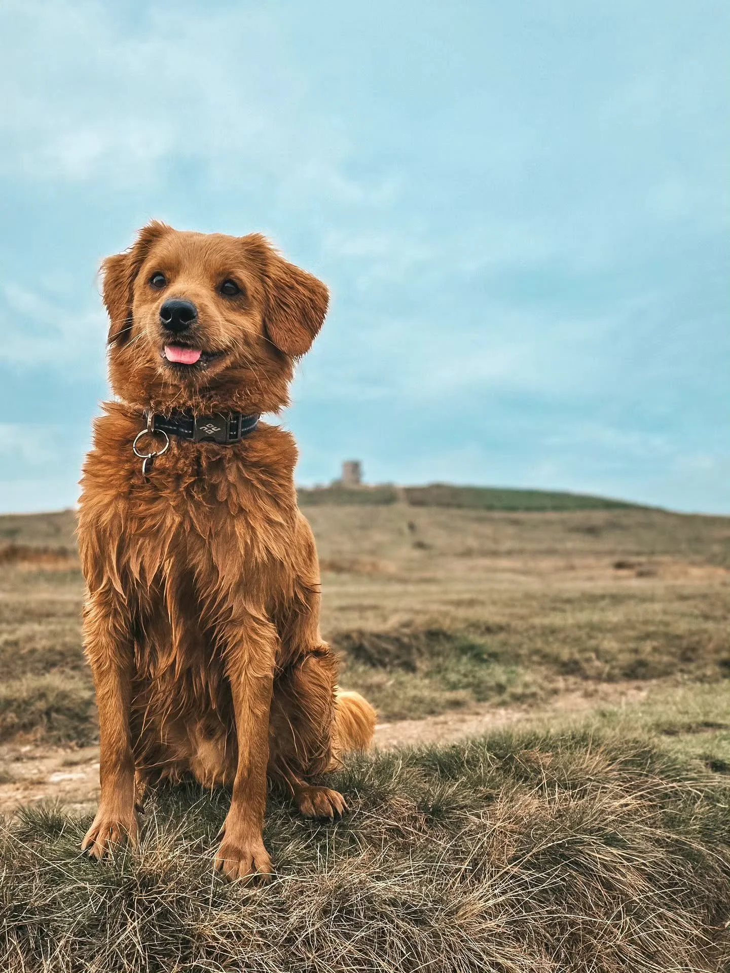 ~ 𝑱𝒖𝒓𝒂𝒔𝒔𝒊𝒄 𝑷𝒂𝒓𝒌 ~

Where do you take one of your favourite boys when he doesn't live in Leicestershire, he travels all the way over to you for dog training and it's his final session? The iconic Bradgate Park of course! No brainer ⛰️

Thi
