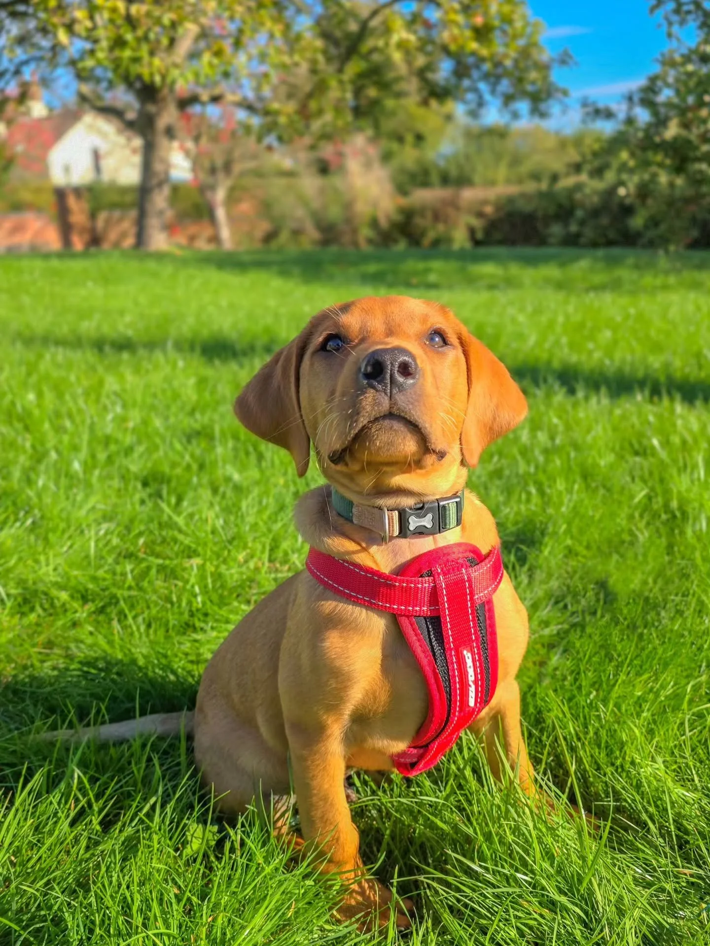 ~ 𝑾𝒊𝒏𝒌, 𝑾𝒊𝒏𝒌 ~

Sailing through his puppy training is our Milo 💪

Saying that though, it doesn't mean raising him is without challenges because, after all, he's a puppy and puppies are hard work at times! So whilst he adores his training and