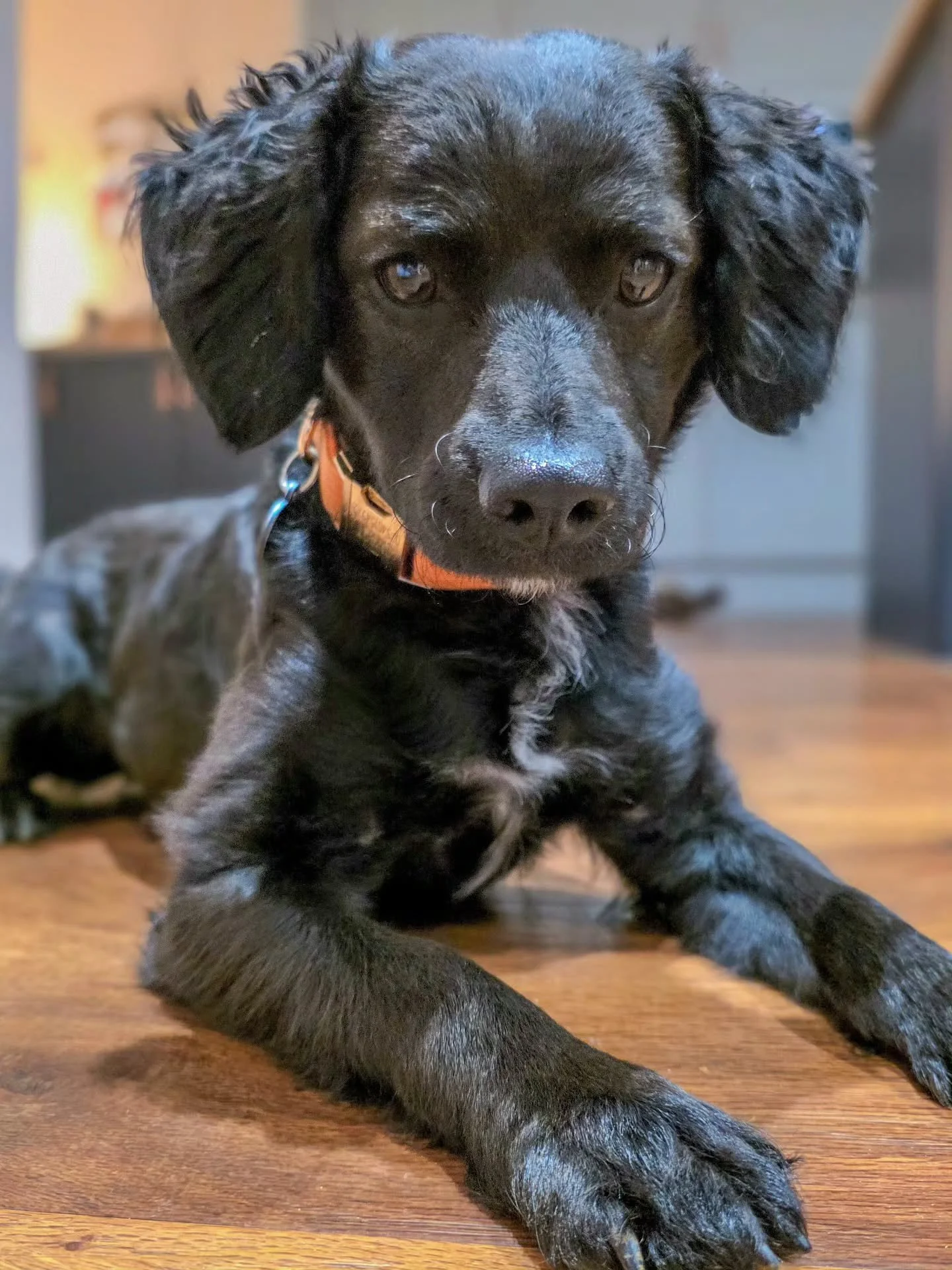 ~ 𝑻𝒓𝒊𝒄𝒌𝒆𝒅 𝒀𝒐𝒖 ~
Whilst he might look like one of those life sized stuffed toy dogs you get from amazon, we can confirm that Carrot is 100% a real boy. 
And that's the point really isn't it? We get a real dog because we don't want a toy. W