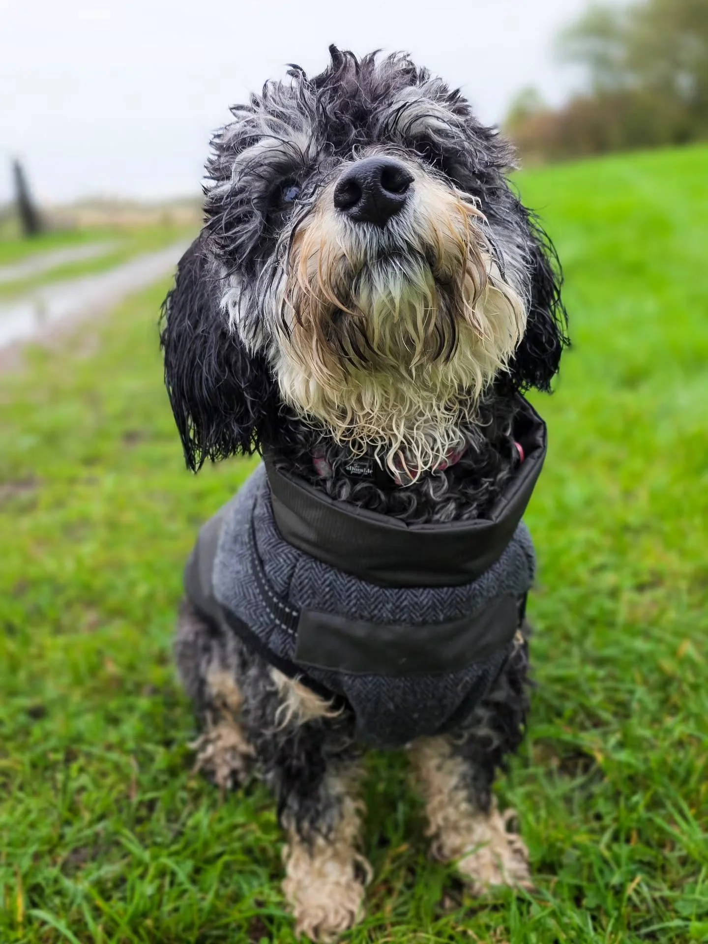 ~ 𝑪𝒖𝒍𝒕𝒖𝒓𝒆𝒅 ~
Not even a year old and she's already travelled around the UK and Europe and has taken every single bit of it in her stride. That's the power of good early 1:1 puppy training. Bet she's wishing she wasn't in the UK rain right no