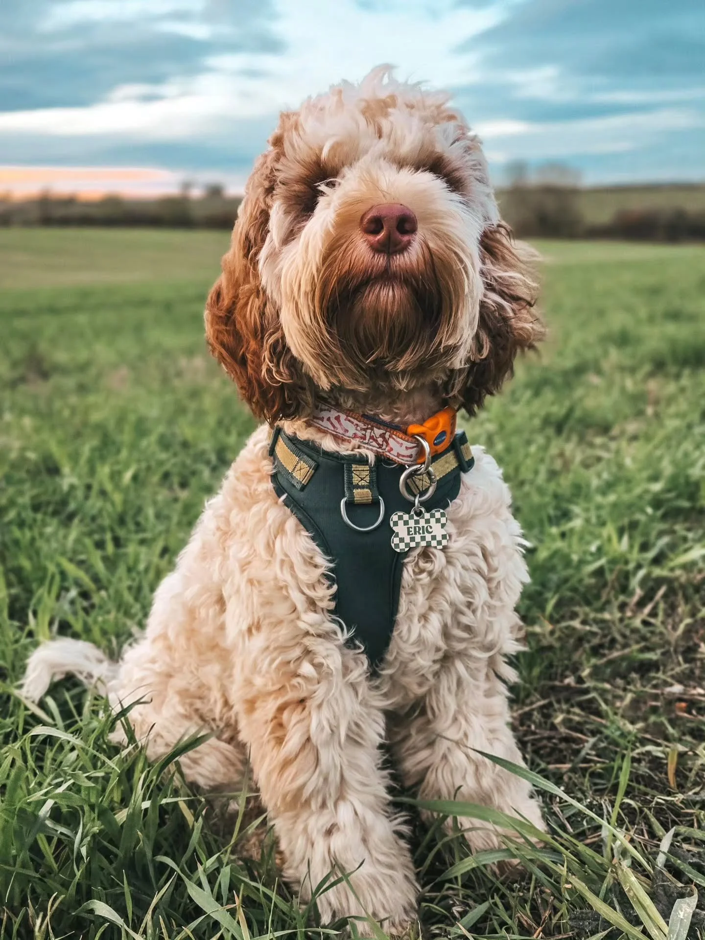 ~ 𝑷𝒓𝒐𝒖𝒅 𝑩𝒐𝒚 ~
Now there's a boy who knows how to recall! All of those lovely puppy foundations are in that little head and he didn't let us down for his graduation! 
He doesn't look much like a puppy anymore. When I first met Eric, he was a