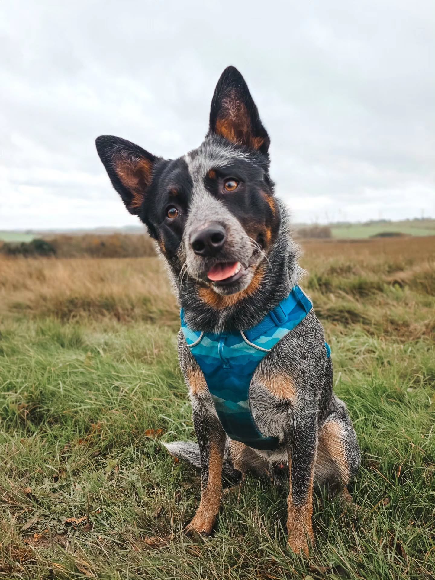 ~ 𝑻𝒉𝒆 𝑾𝒂𝒚 𝒀𝒐𝒖 𝑴𝒐𝒗𝒆 ~

I'm a little obsessed with watching the way Bruce moves. When you see the way he runs, or watches things or trots about and stalks, all driven completely and purely by his genetics, you can't help but feel in awe of