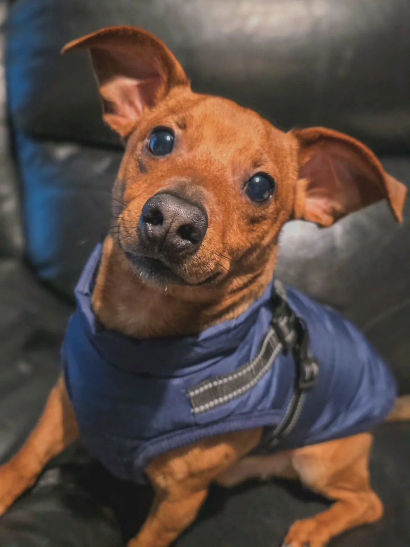 ~ 𝑪𝒉𝒆𝒆𝒌𝒊𝒏𝒆𝒔𝒔 ~

Bit by bit, as Stanley settles into home life and feels safer and secure, his personality is coming out more and more. And what a personality it is. If you can't tell by that face, then let me tell you, it's all cheek! 🤣  H