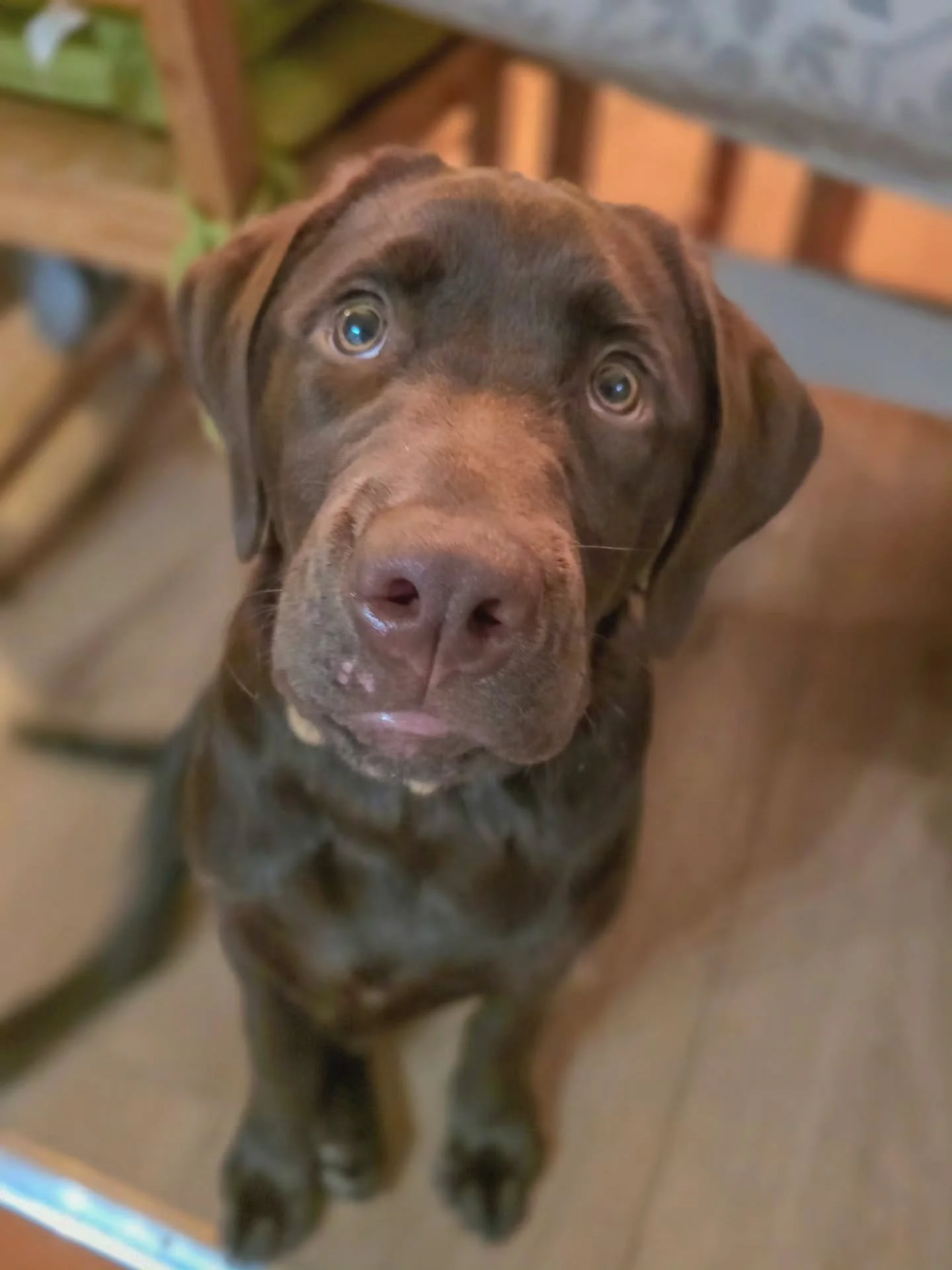 ~ 𝑺𝒒𝒖𝒊𝒔𝒉 ~

Last week he looked all puppy squidgy. This week he's more puppy squishy. Next thing he'll be all adult! I can't believe how quickly this boy is changing...and how big he is for 5 months! 😍 

Bruce is typical puppy and typical choc