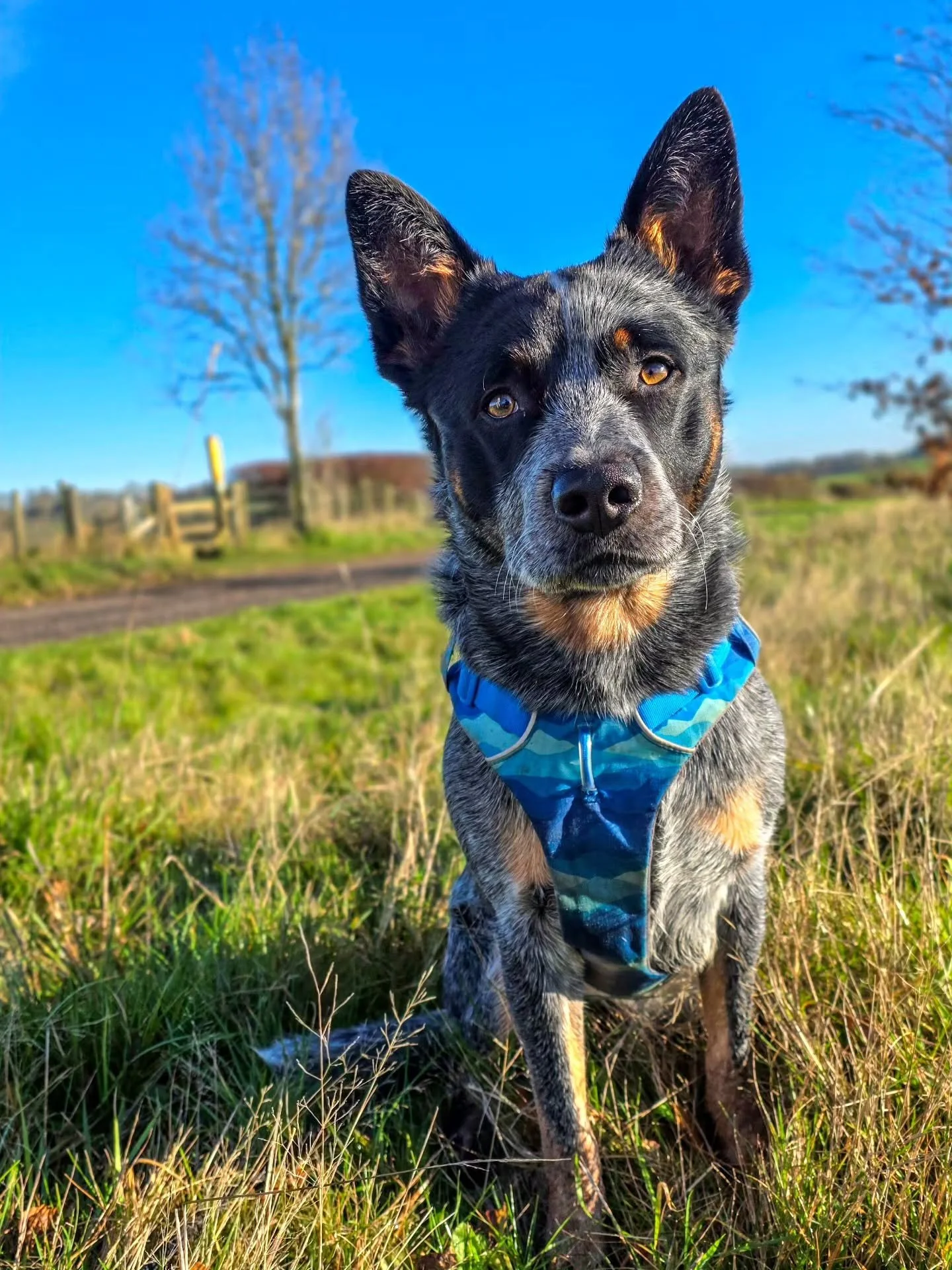 ~ 𝑩.𝑬.𝑨.𝑼𝒕𝒊𝒇𝒖𝒍 ~

Beautiful day. Beautiful Bruce. Beautiful training 😍

Nothing I love more than seeing a dog do dog things and learning on the go. Bruce has graduated from foundations 💪 Reduced reactions, tidy recalls and scentwork well o