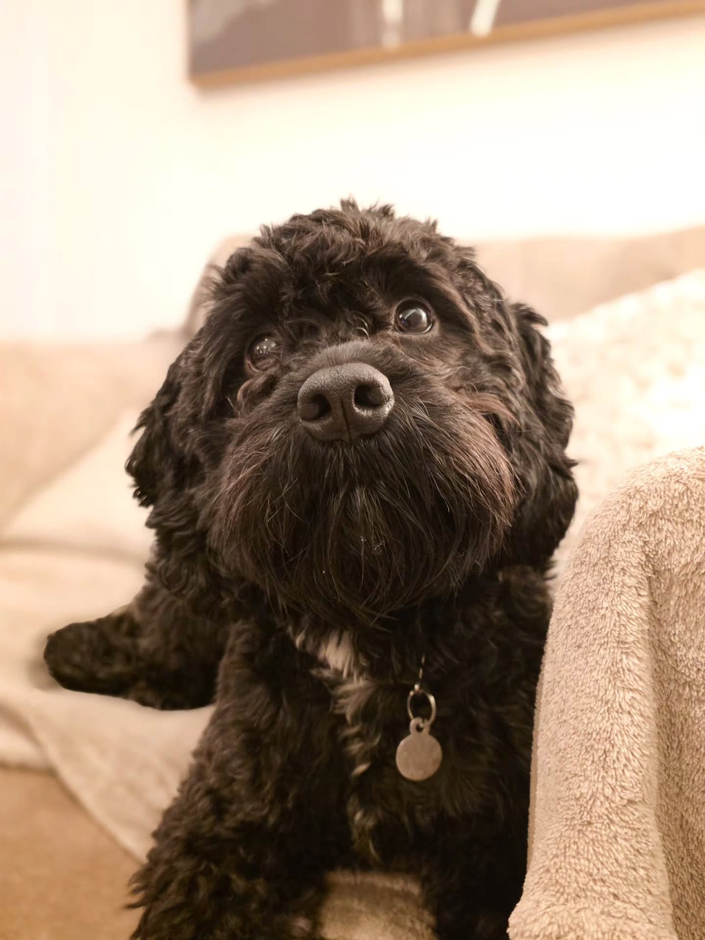 ~ 𝑮𝒐𝒐𝒅 𝑩𝒐𝒚 𝑽𝒊𝒃𝒆𝒔 ~

For the happiest dog in the world who is constantly cheery, he doesn't half take a serious picture 🤣 That's training concentration for you I guess! 🥰

Another lovely session with little Ozzy who is proving he really 