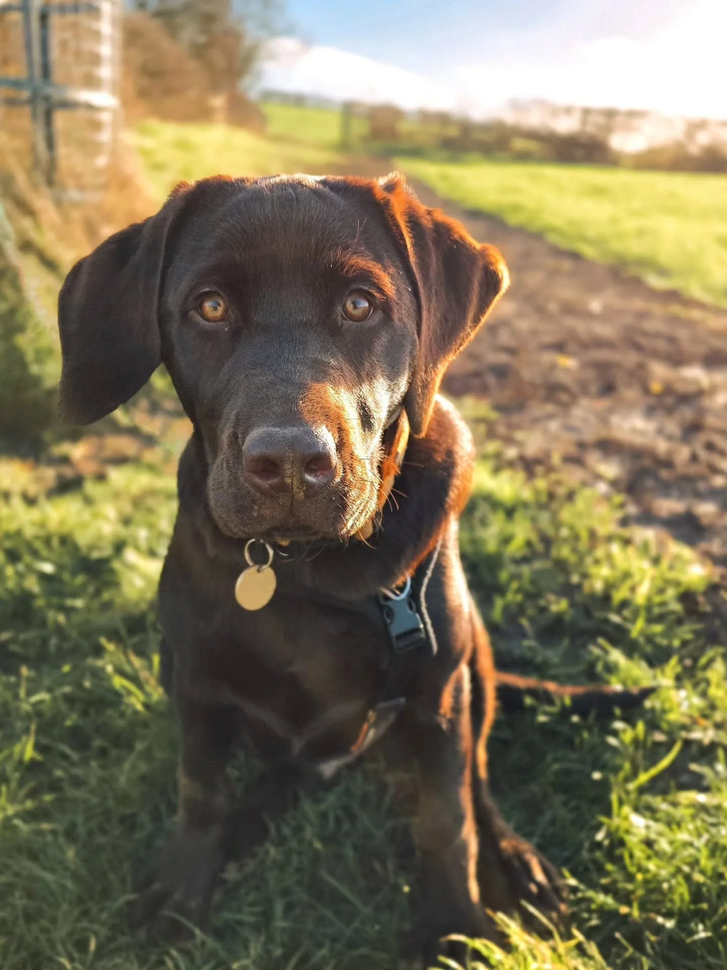 ~ 𝑻𝒊𝒎𝒆 𝑻𝒐 𝑯𝒆𝒂𝒅 𝑶𝒖𝒕 ~

When all the smiley piccies turn out blurry and this is what you're left with 🤦&zwj;♀️ You wouldn't believe me when I say Bruce might be one of the most happy go lucky, head in the clouds,  smiliest, wiggliest pupp